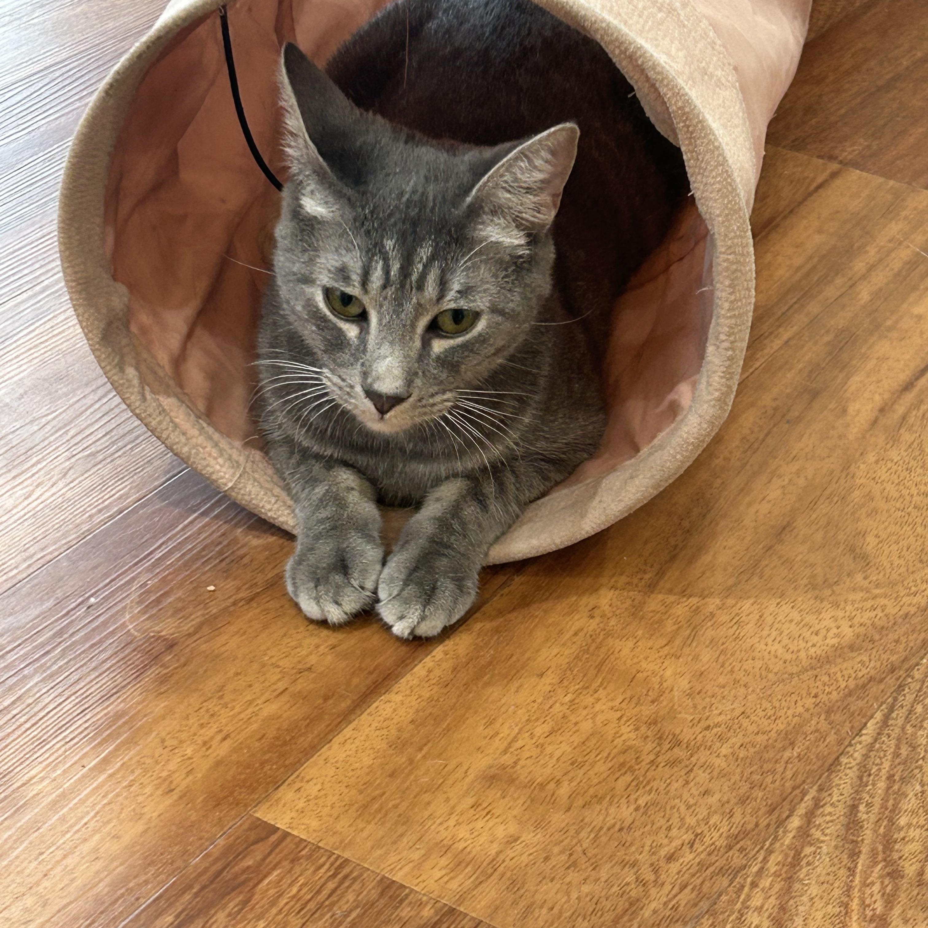 Enlarge Chase, an adopted Domestic Short Hair in Cape May, NJ image 4/5