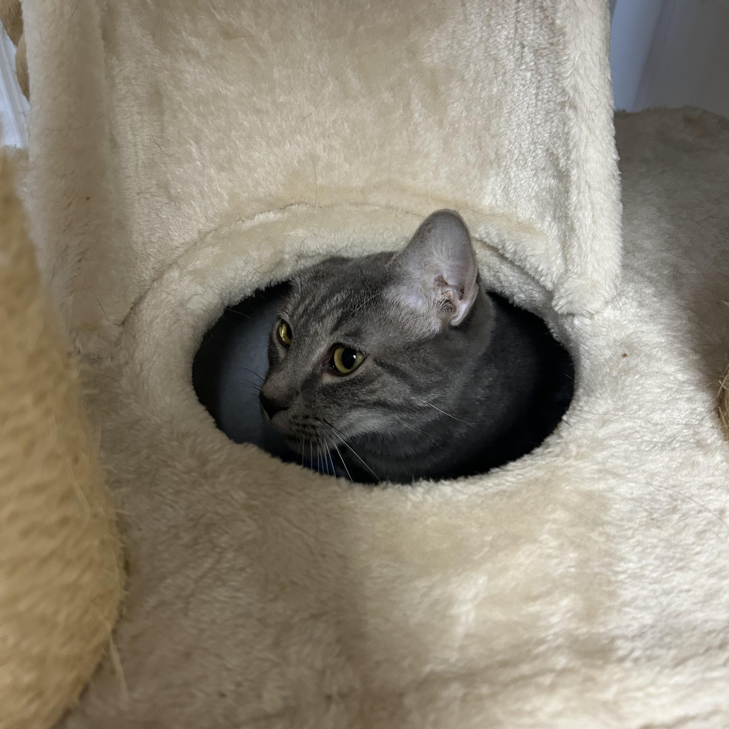 Enlarge Chase, an adopted Domestic Short Hair in Cape May, NJ image 2/5