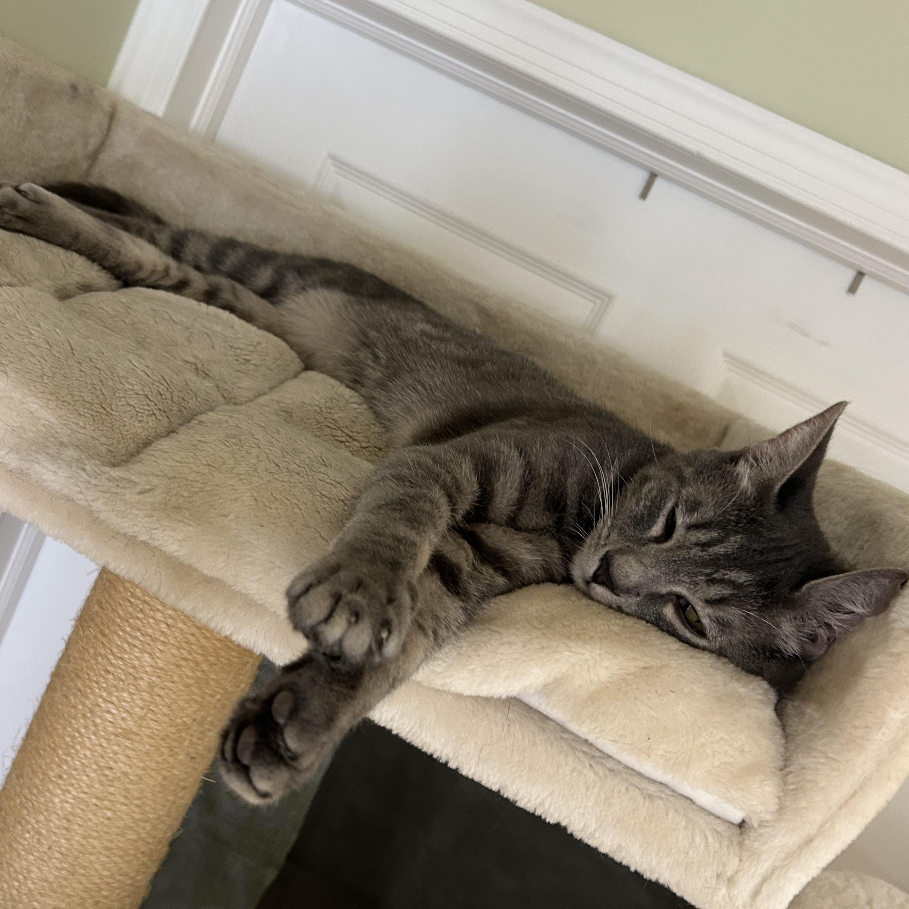 Enlarge Chase, an adopted Domestic Short Hair in Cape May, NJ image 5/5