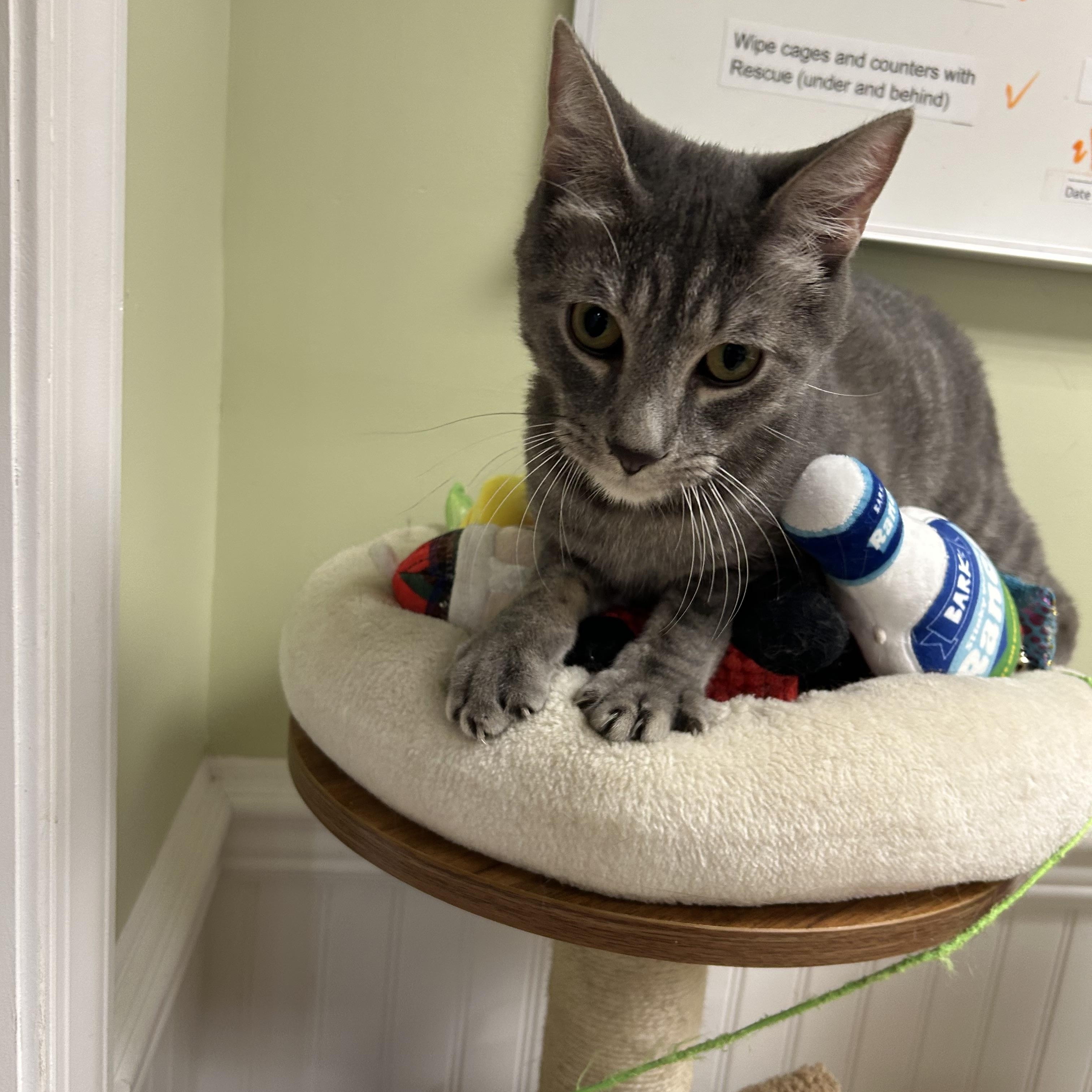 Enlarge Chase, an adopted Domestic Short Hair in Cape May, NJ image 3/5