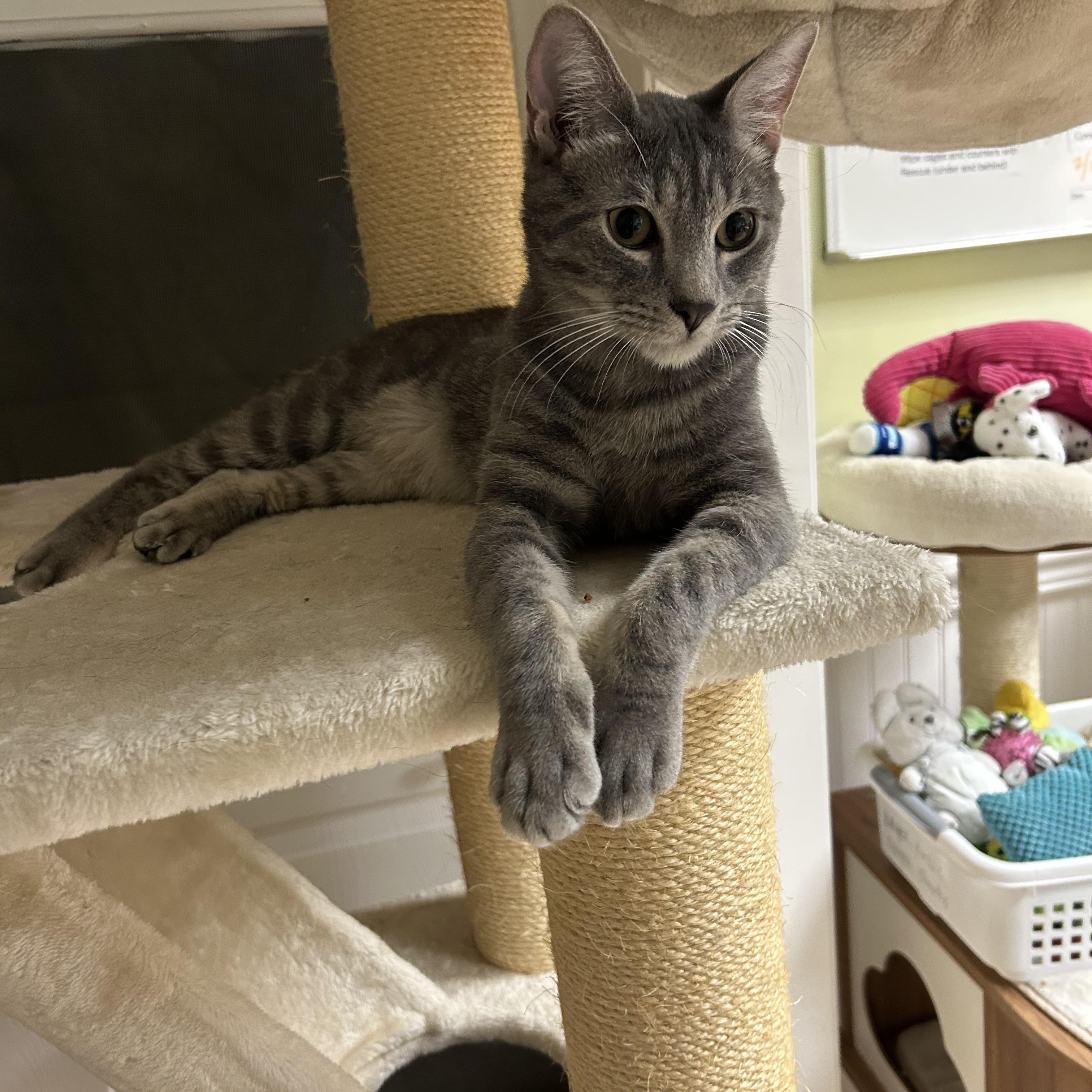 Chase, ADOPTABLE, Young Male Domestic Short Hair.