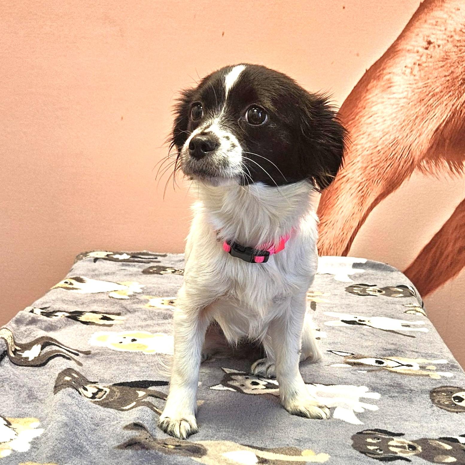 Enlarge Magpie Justice, an adopted mixed breed in Dallas, TX image 1/2