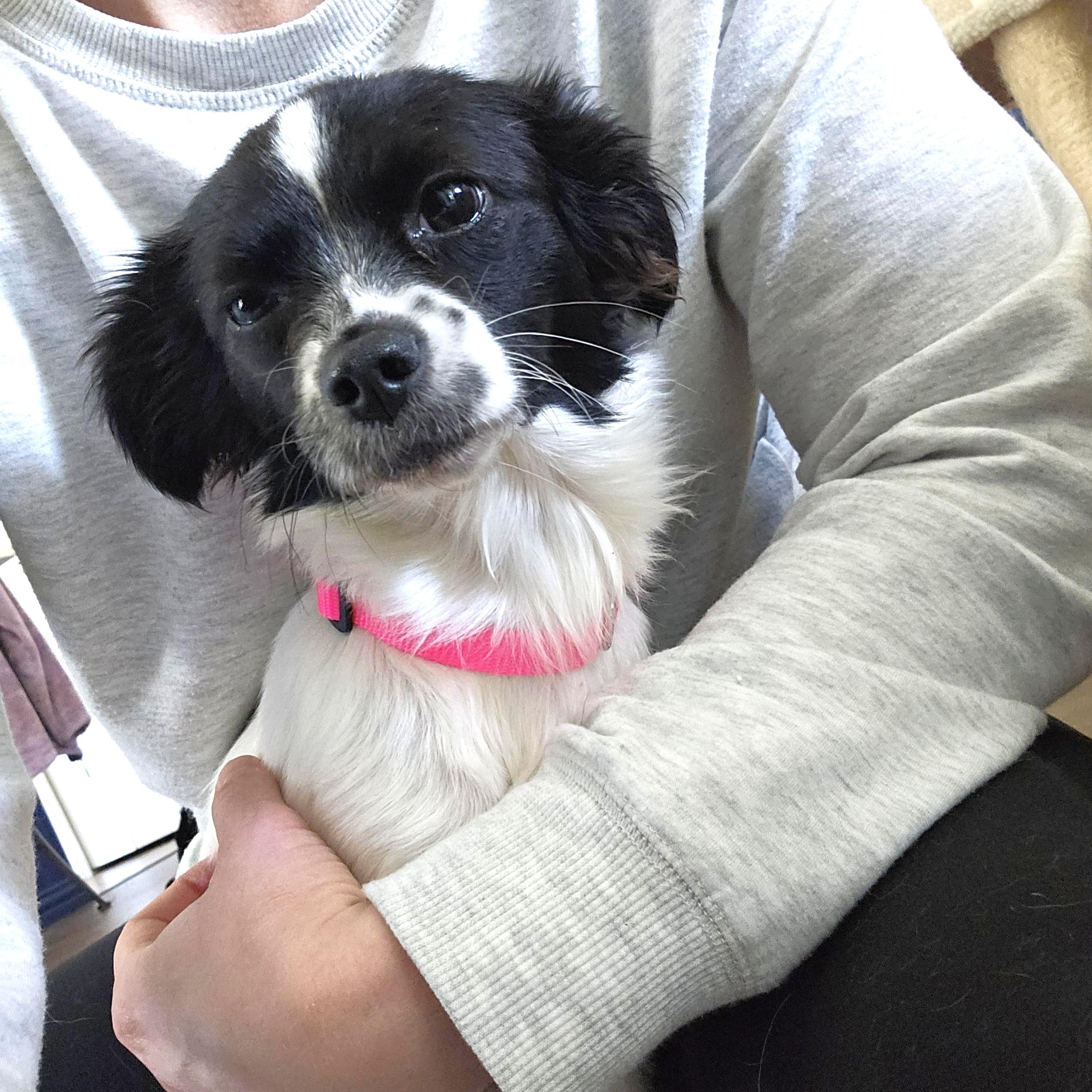 Enlarge Magpie Justice, an adopted mixed breed in Dallas, TX image 2/2