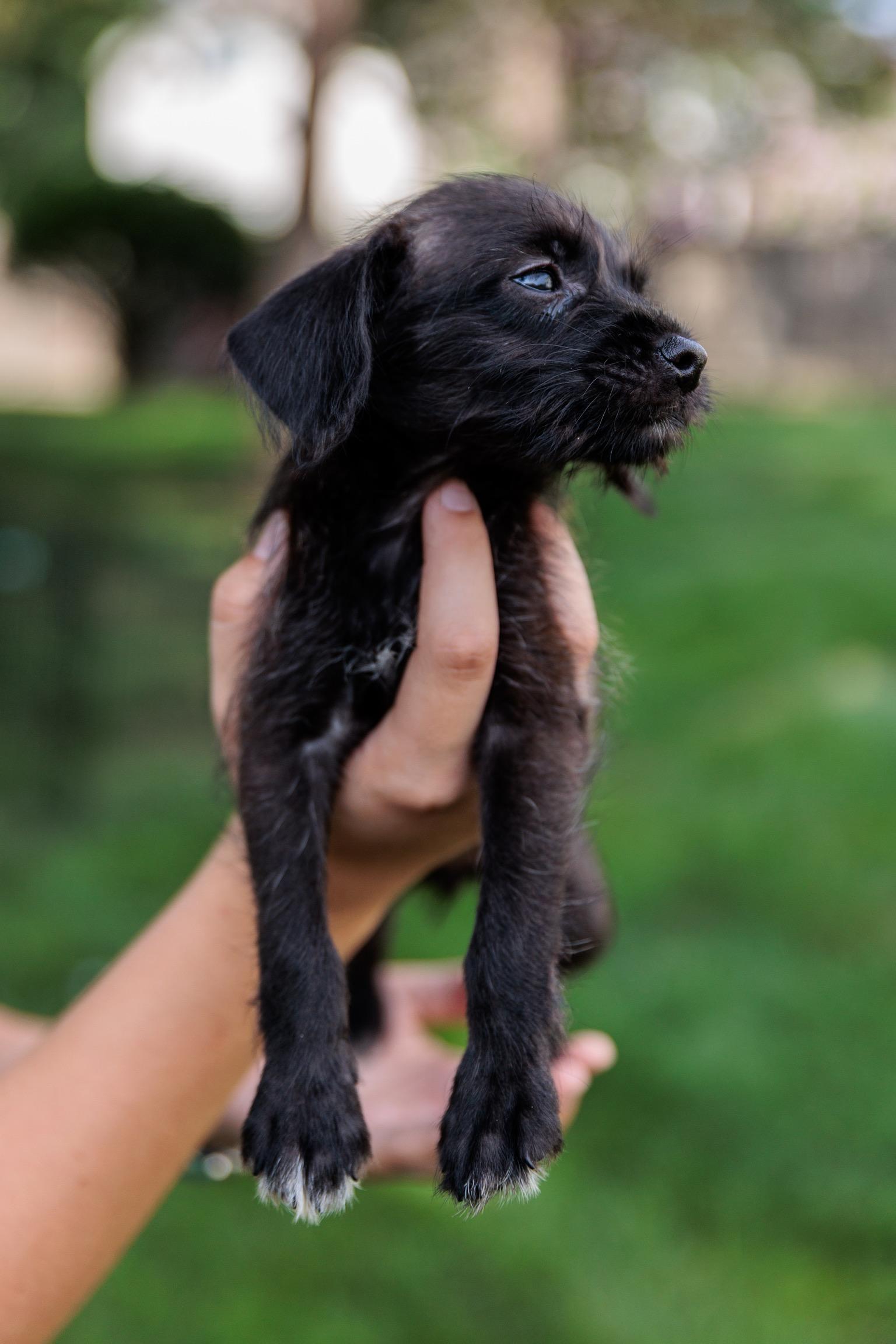 Eclipse, a Adoptable mixed breed in Millsboro, DE image 6/6