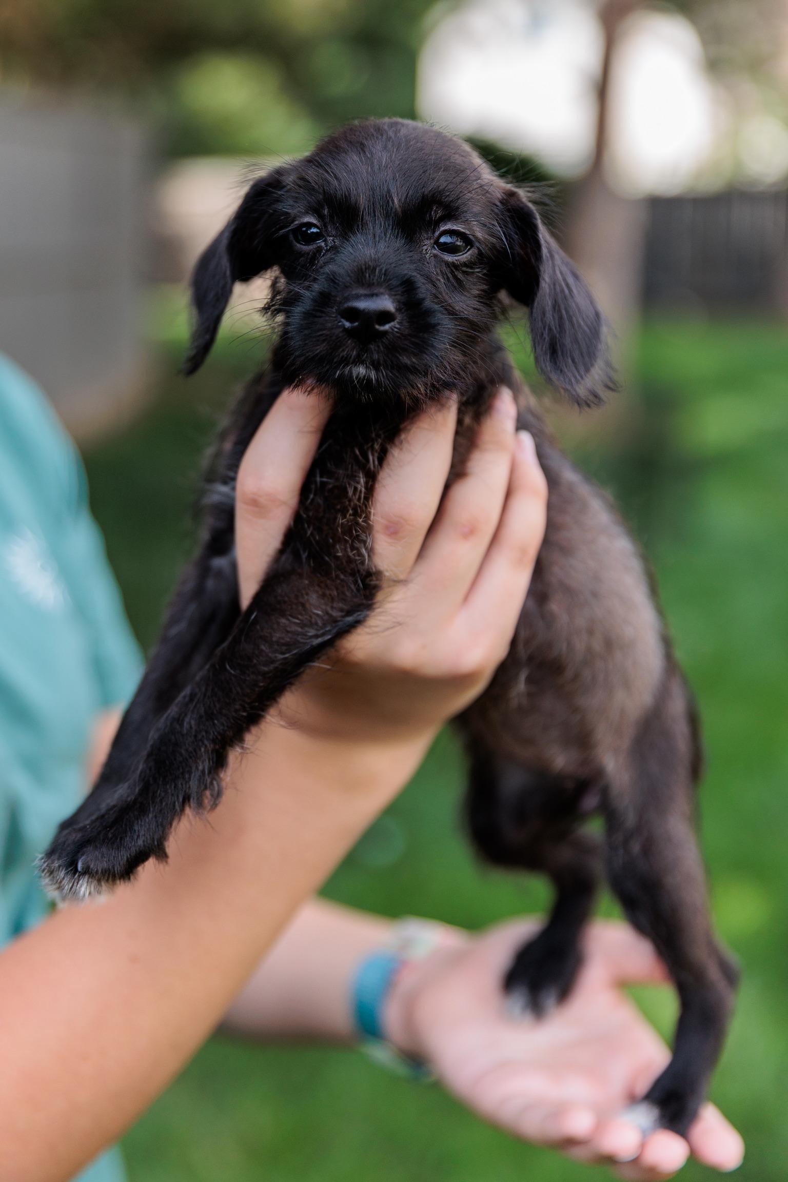 Eclipse, a Adoptable mixed breed in Millsboro, DE image 1/6