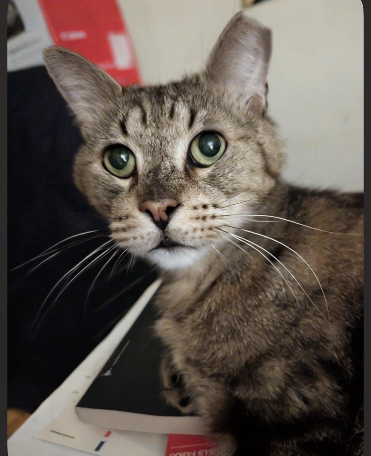 Simon Elderpaws, a Adoptable mixed breed in Chandler, AZ image 1/3