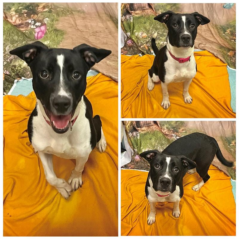 Enlarge Flipper, a ADOPTABLE mixed breed in Dublin, VA image 1/1