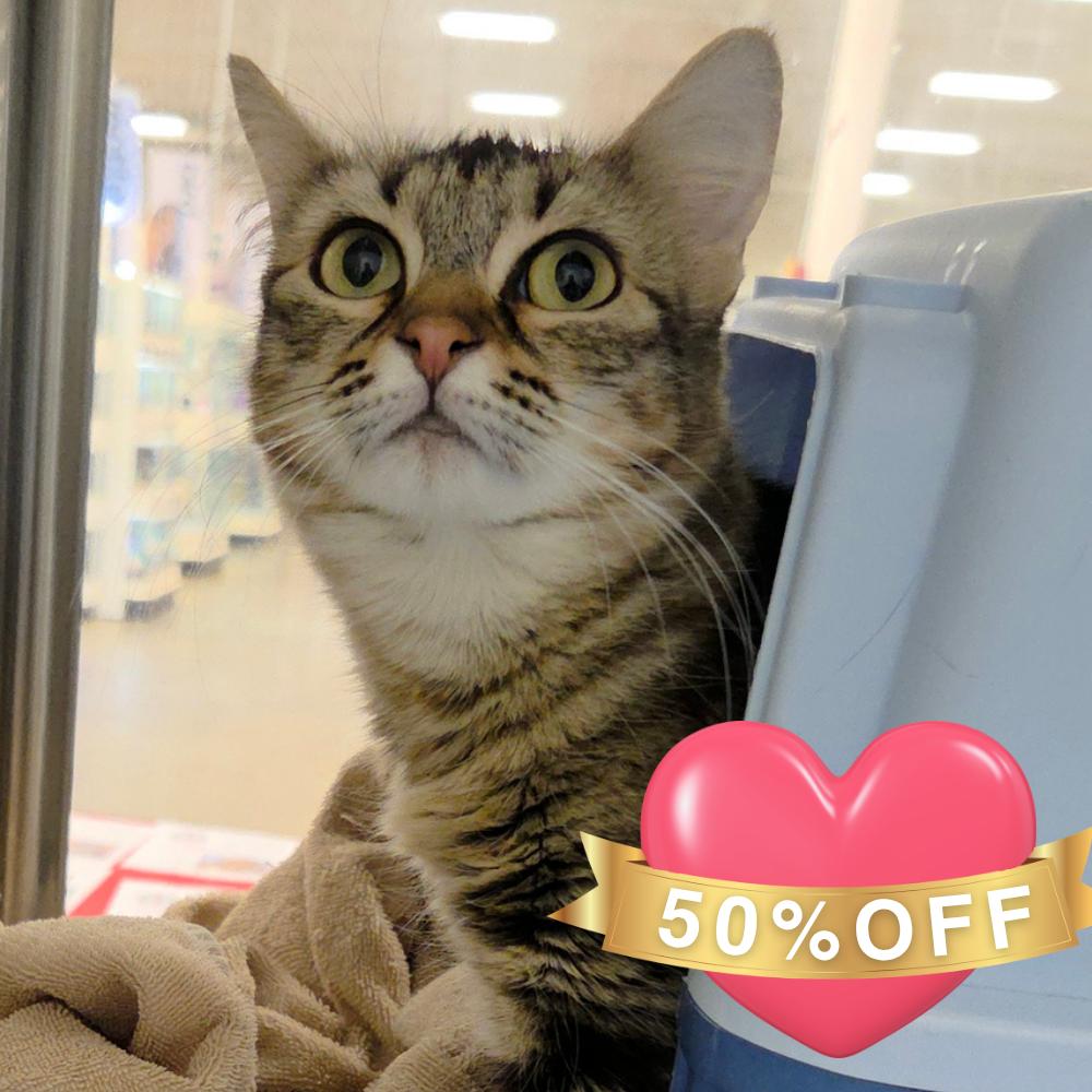 Flower, Adoptable, Adult Female Domestic Medium Hair.