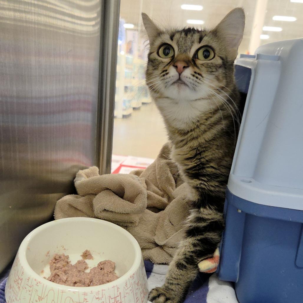 Enlarge Flower, a Adoptable Domestic Medium Hair in Allyn, WA image 2/3