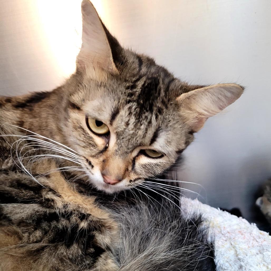 Enlarge Flower, a Adoptable Domestic Medium Hair in Allyn, WA image 3/3