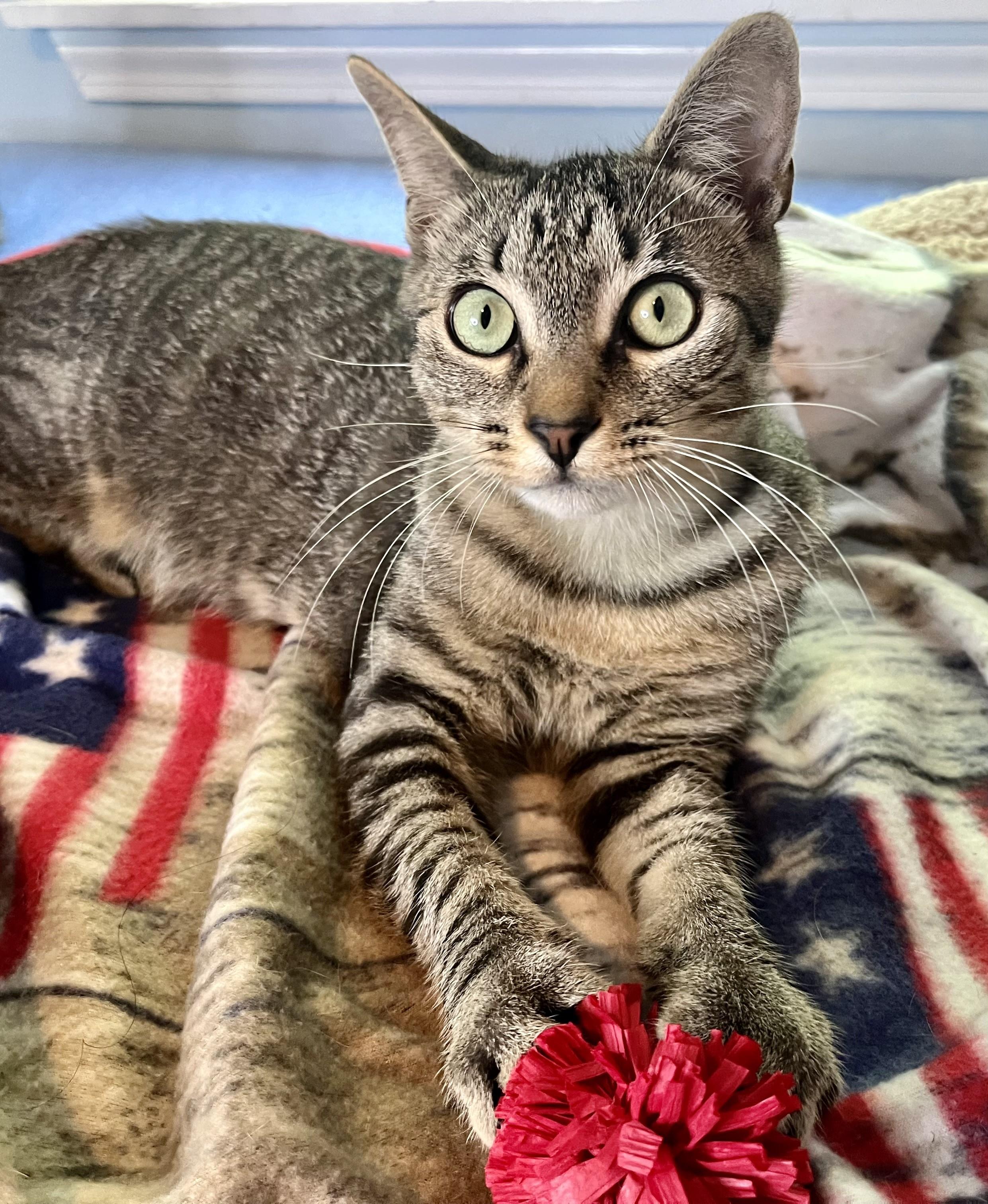 Roger, a ADOPTABLE mixed breed in Rocky Hill, CT image 6/6