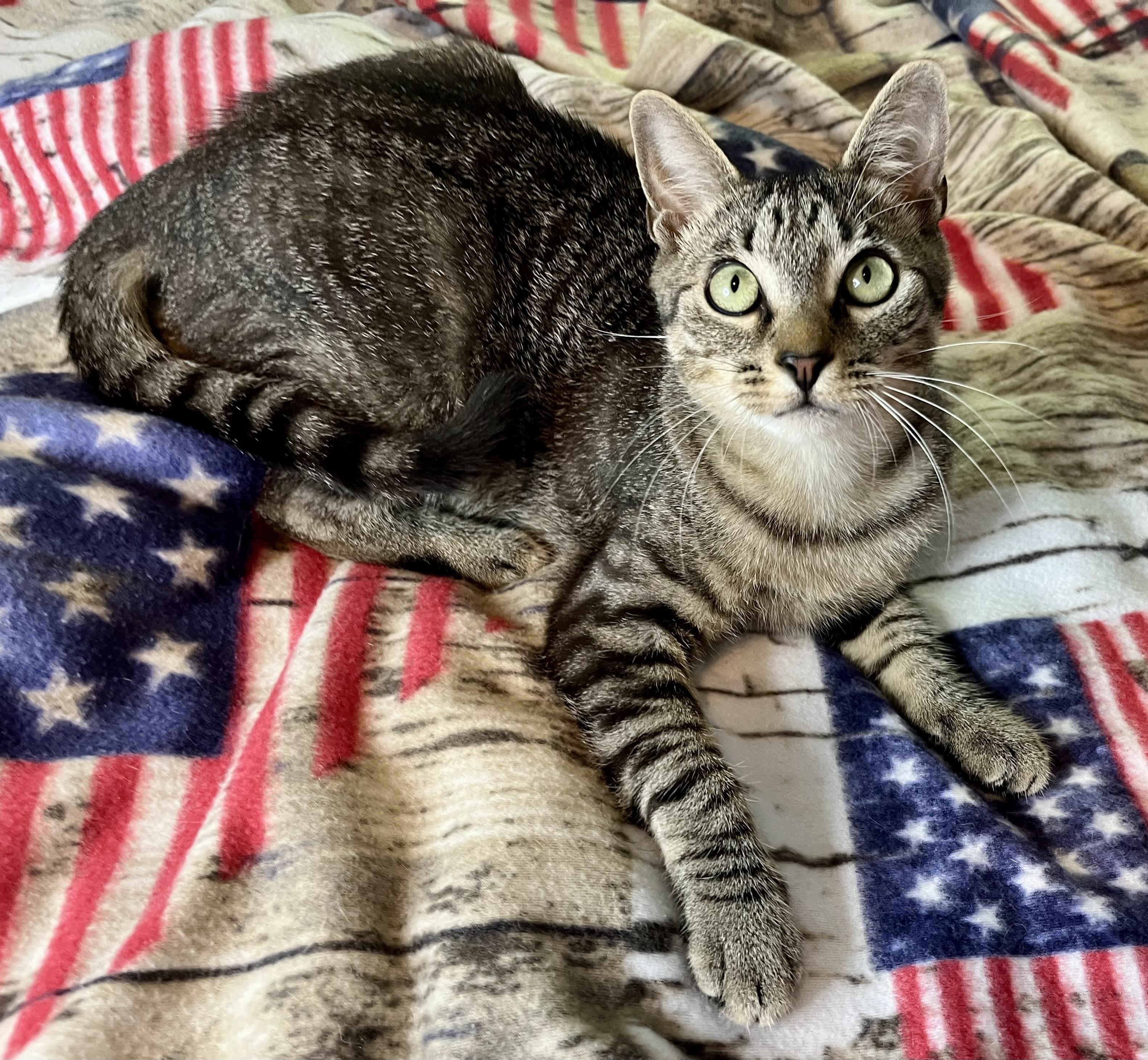 Roger, a ADOPTABLE mixed breed in Rocky Hill, CT image 3/6