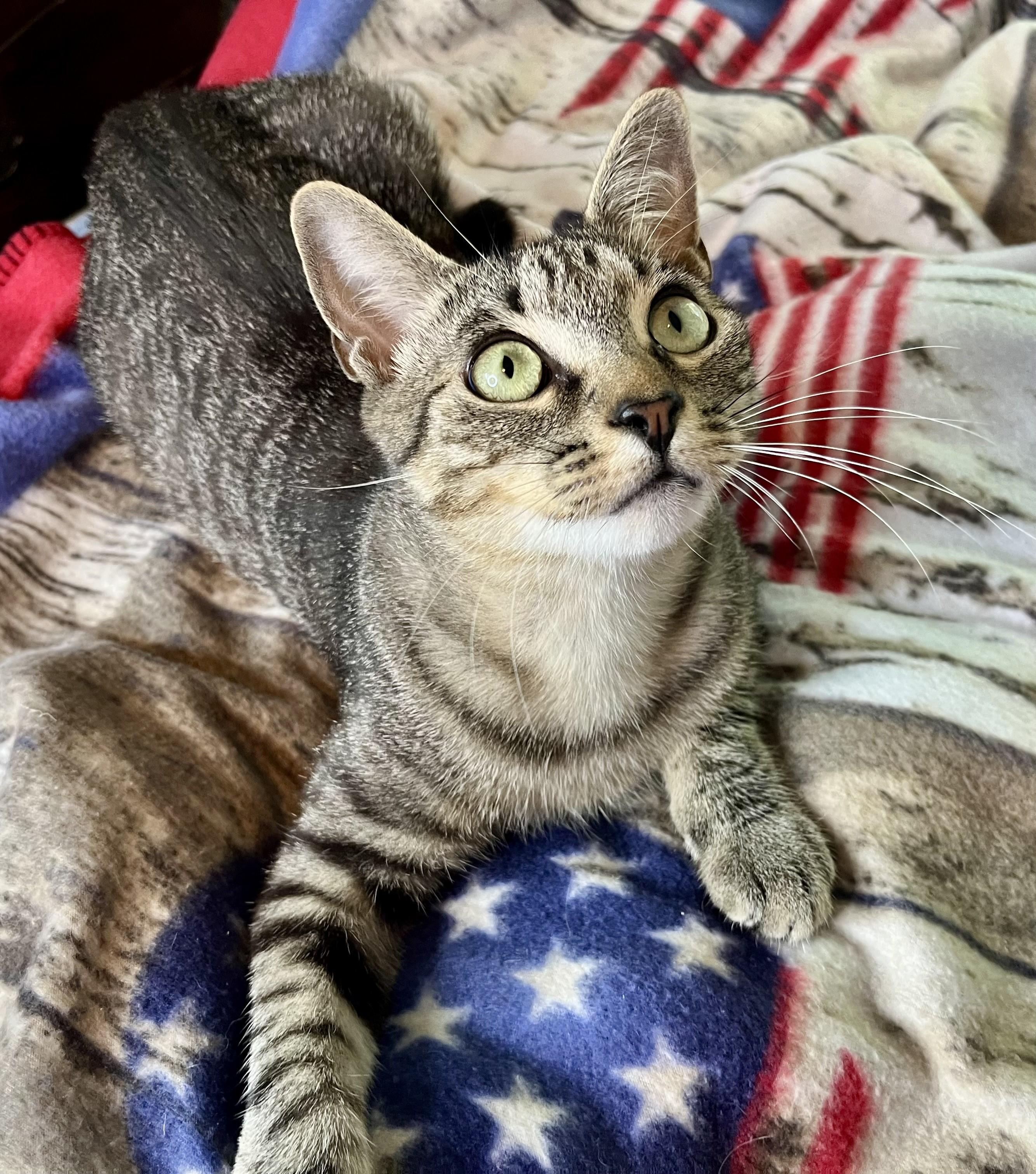 Roger, a ADOPTABLE mixed breed in Rocky Hill, CT image 4/6