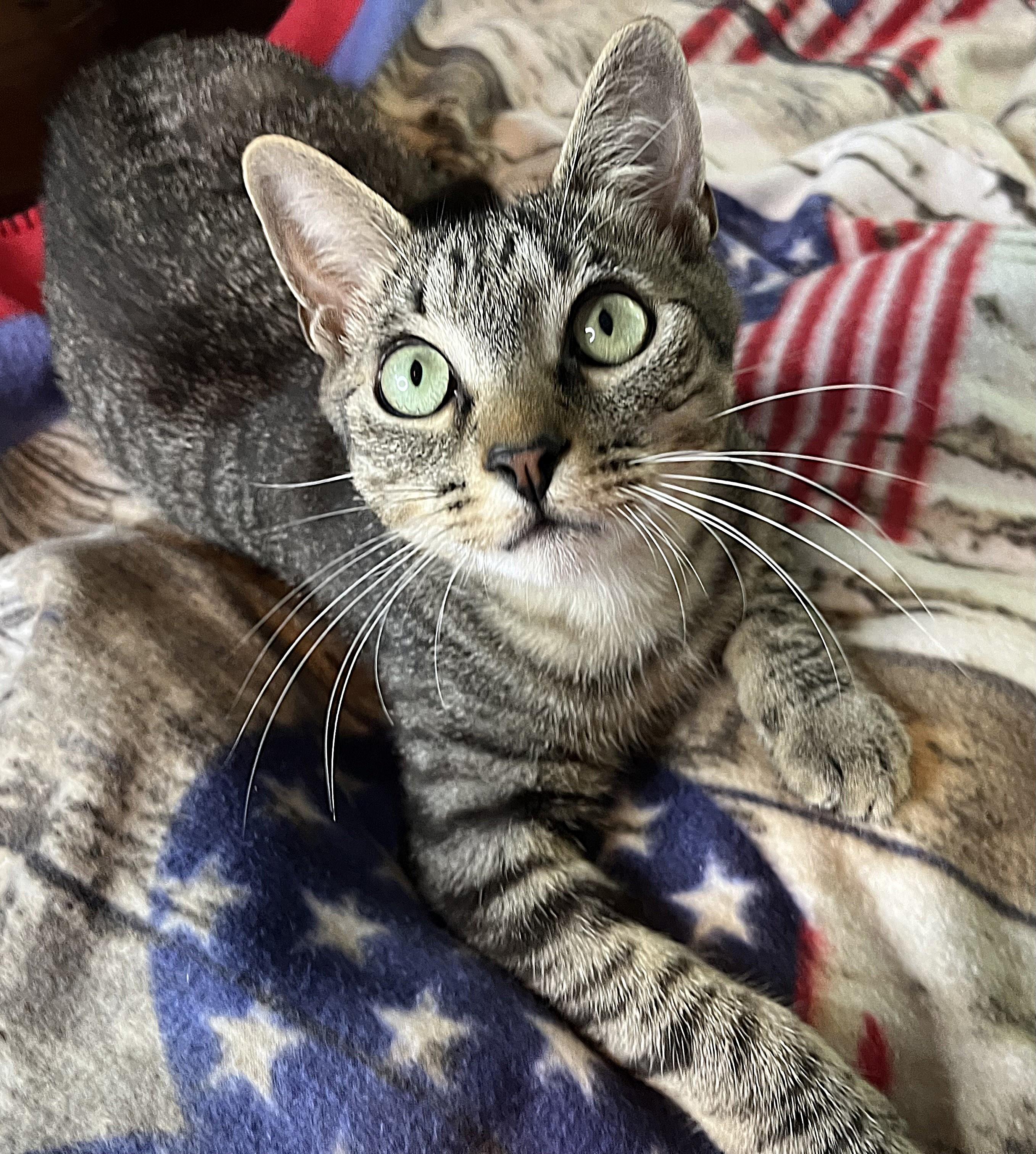 Roger, ADOPTABLE, Young Male Domestic Short Hair.