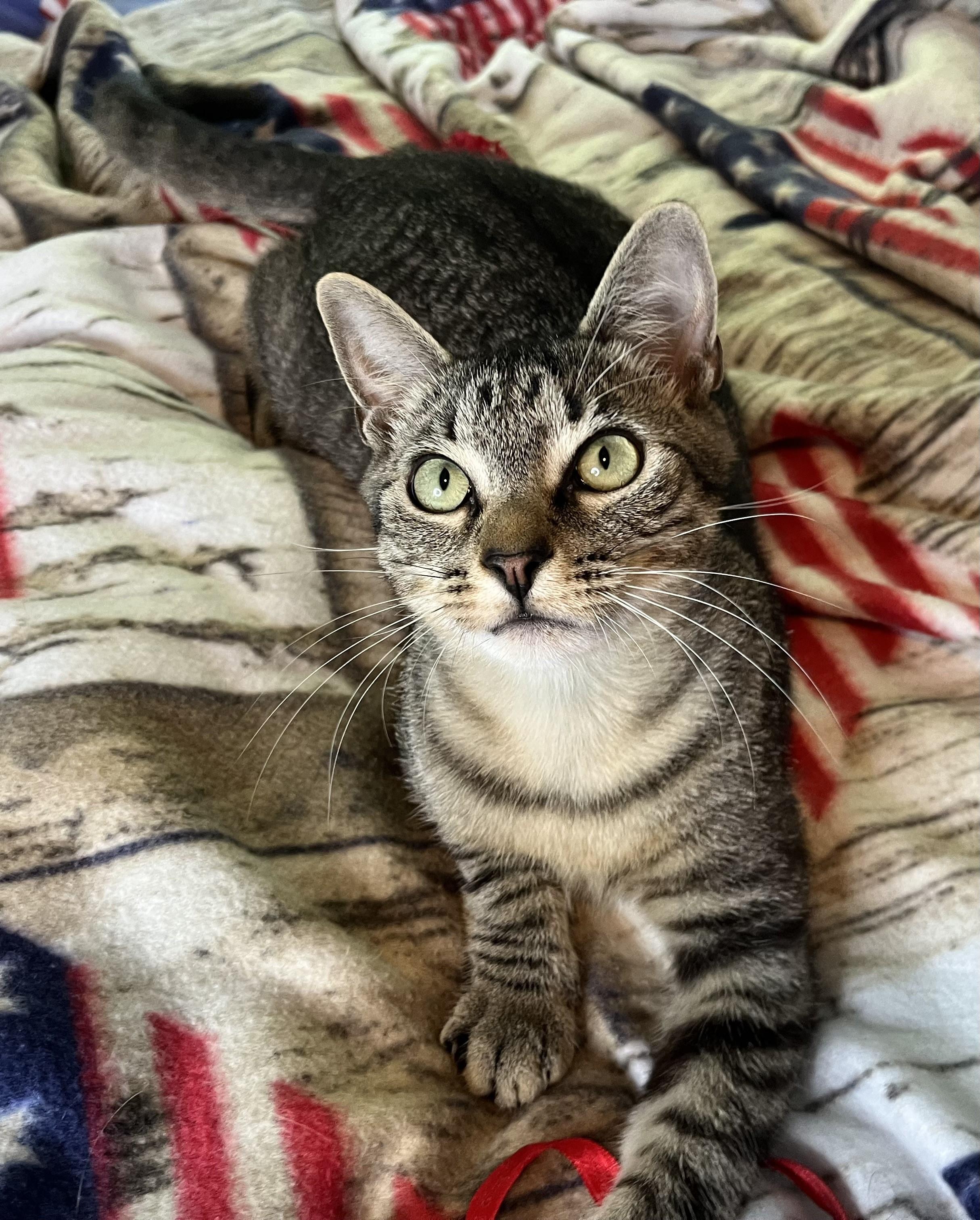 Roger, a ADOPTABLE mixed breed in Rocky Hill, CT image 5/6