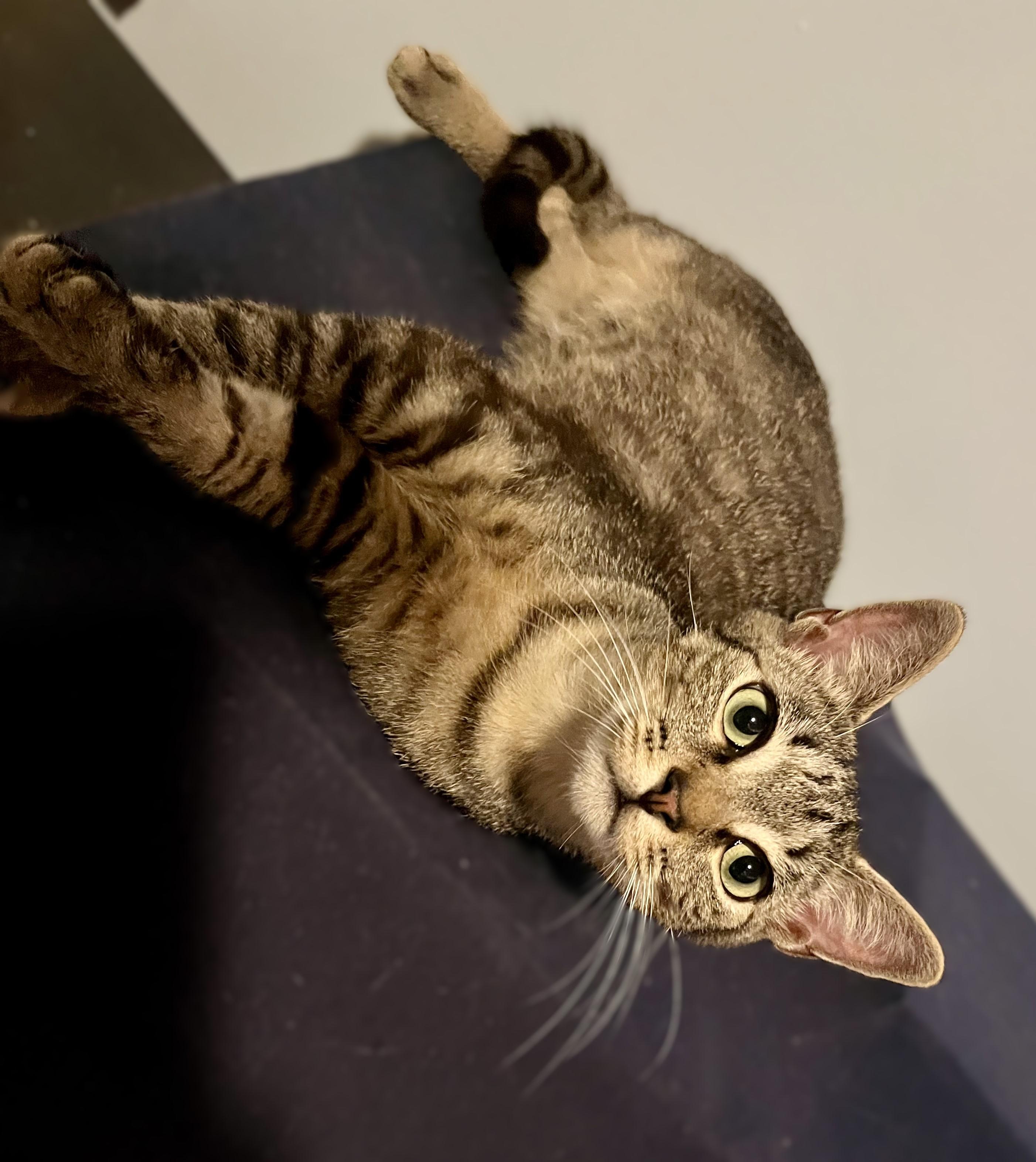 Roger, a ADOPTABLE mixed breed in Rocky Hill, CT image 2/6