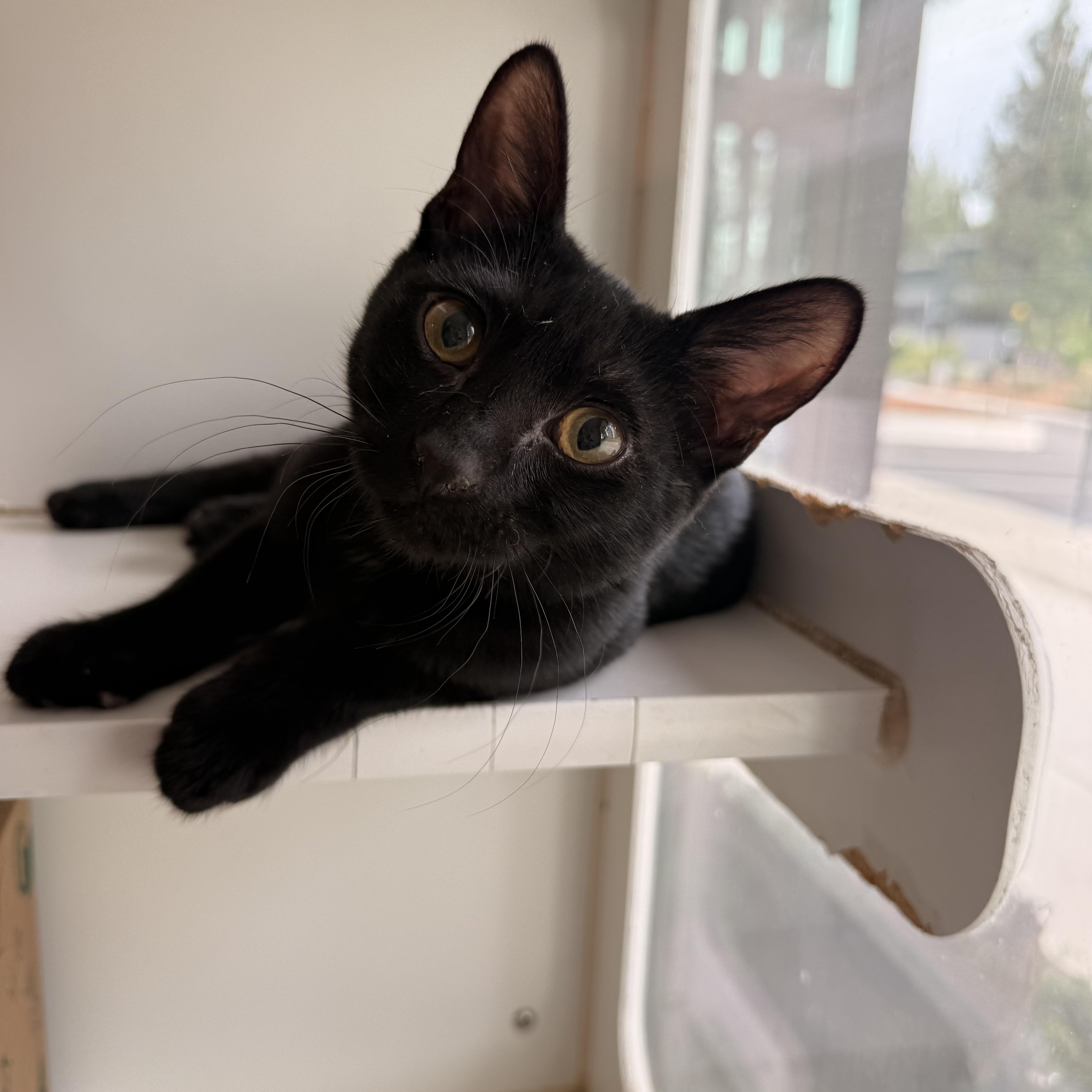 Enlarge Onyx, a ADOPTABLE Domestic Short Hair in Truckee, CA image 2/4