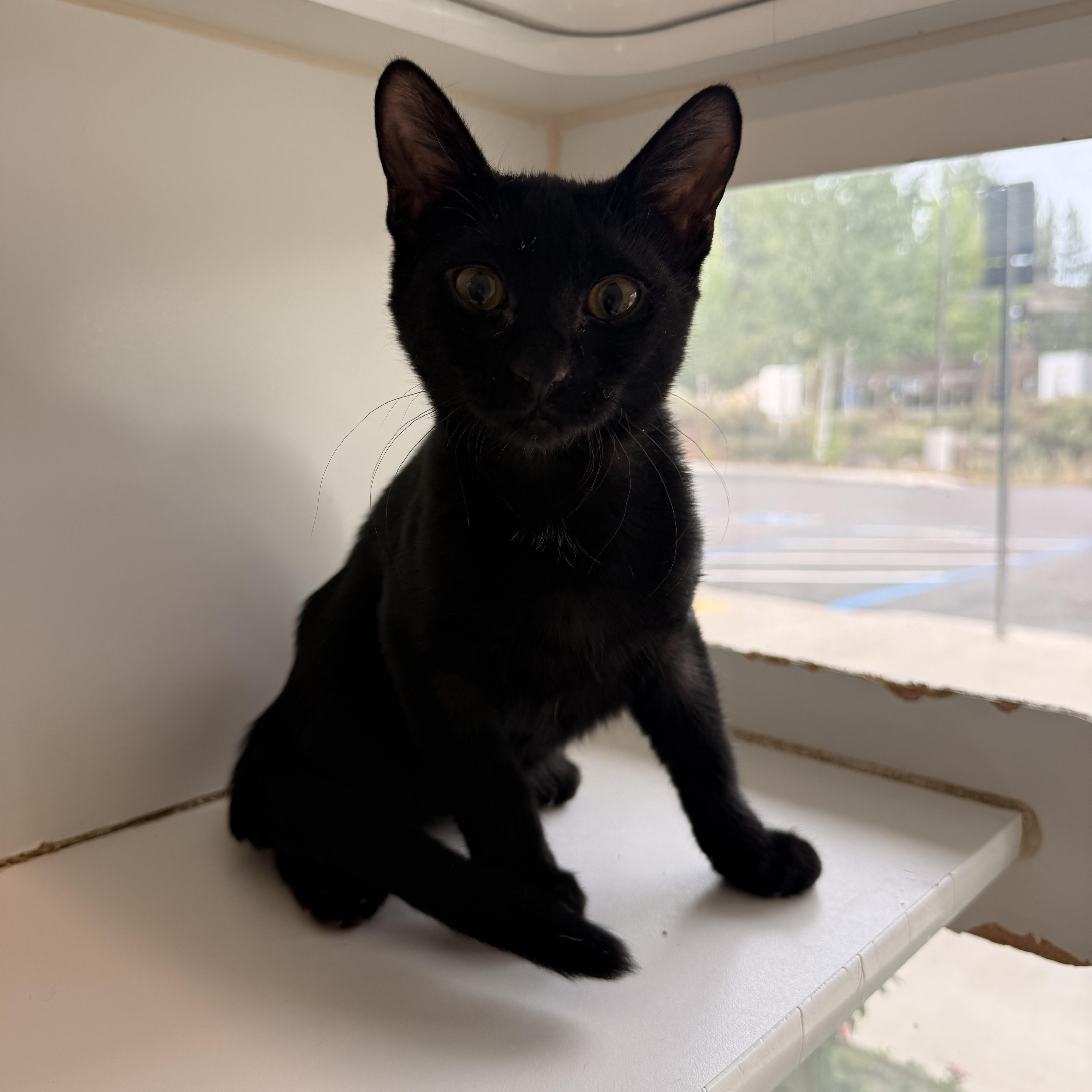 Onyx, ADOPTABLE, Young Male Domestic Short Hair.