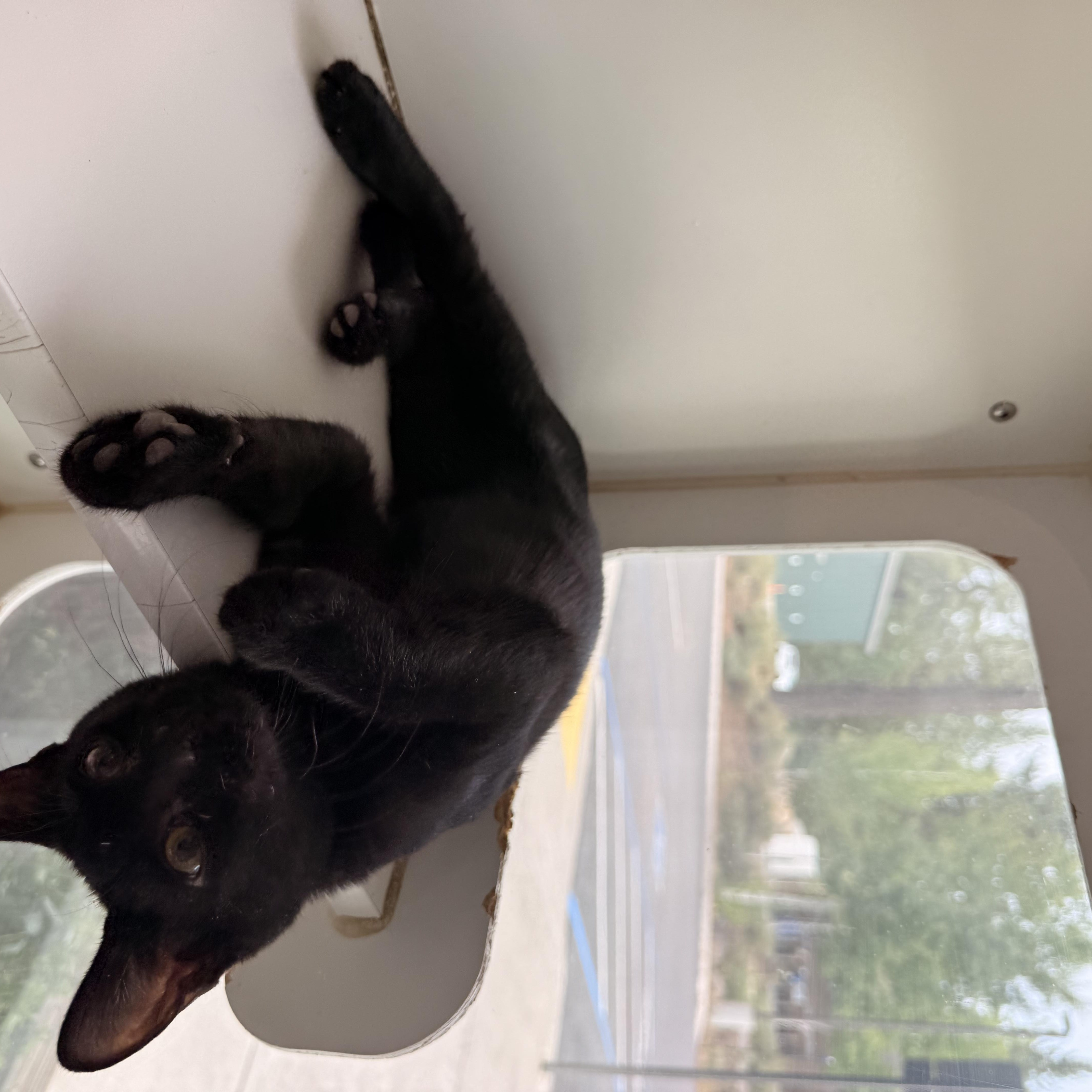 Enlarge Onyx, a ADOPTABLE Domestic Short Hair in Truckee, CA image 3/4