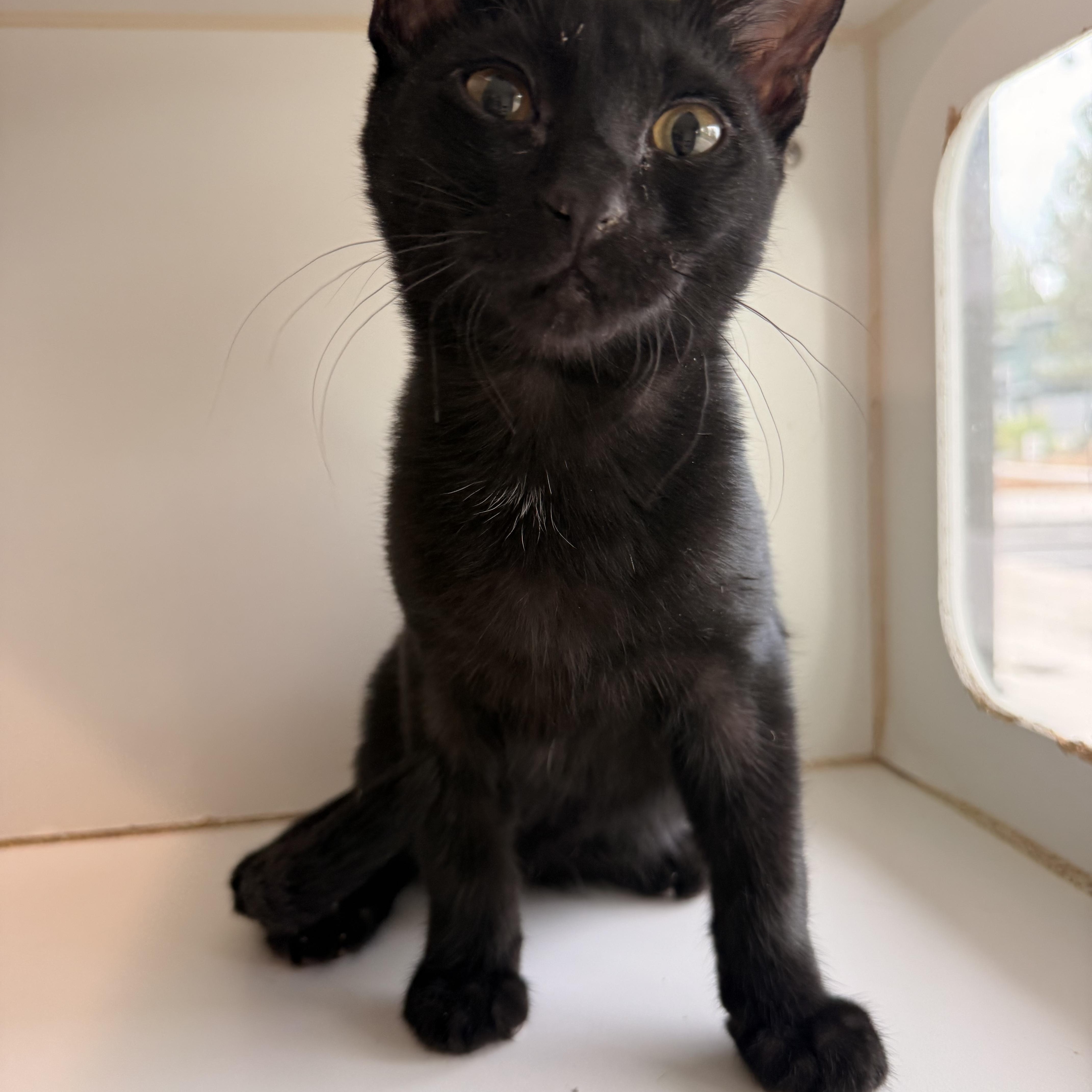 Enlarge Onyx, a ADOPTABLE Domestic Short Hair in Truckee, CA image 4/4
