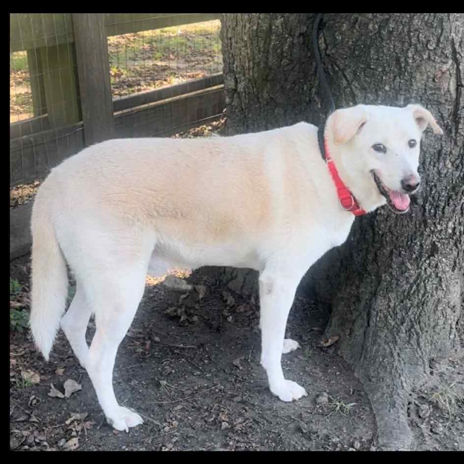 DANNY, a Adoptable mixed breed in Cordova, TN image 3/5