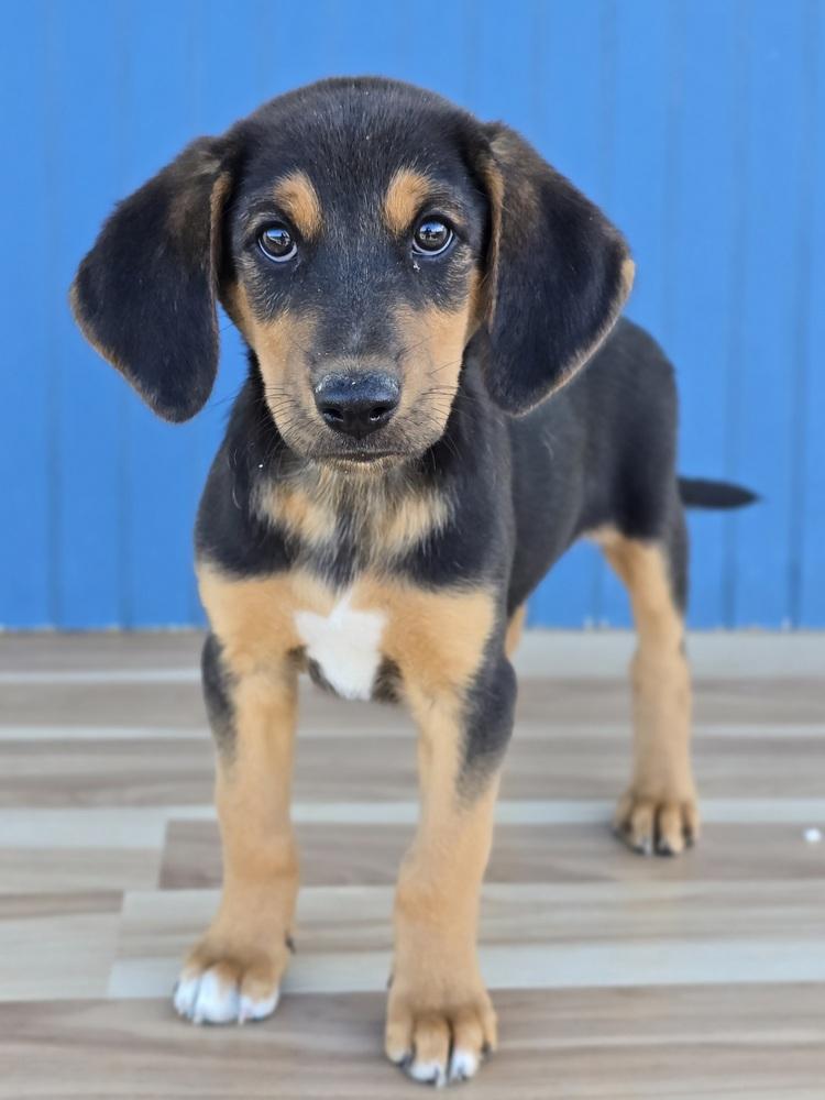 Enlarge Kristoff, a Adopted mixed breed in Sedalia, CO image 2/2