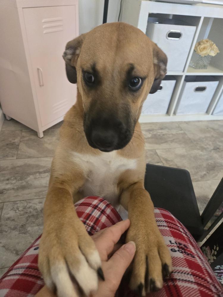 Rachel, a Adoptable mixed breed in Irwin, PA image 1/6