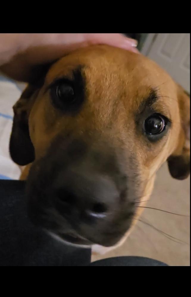 Rachel, a Adoptable mixed breed in Irwin, PA image 2/6