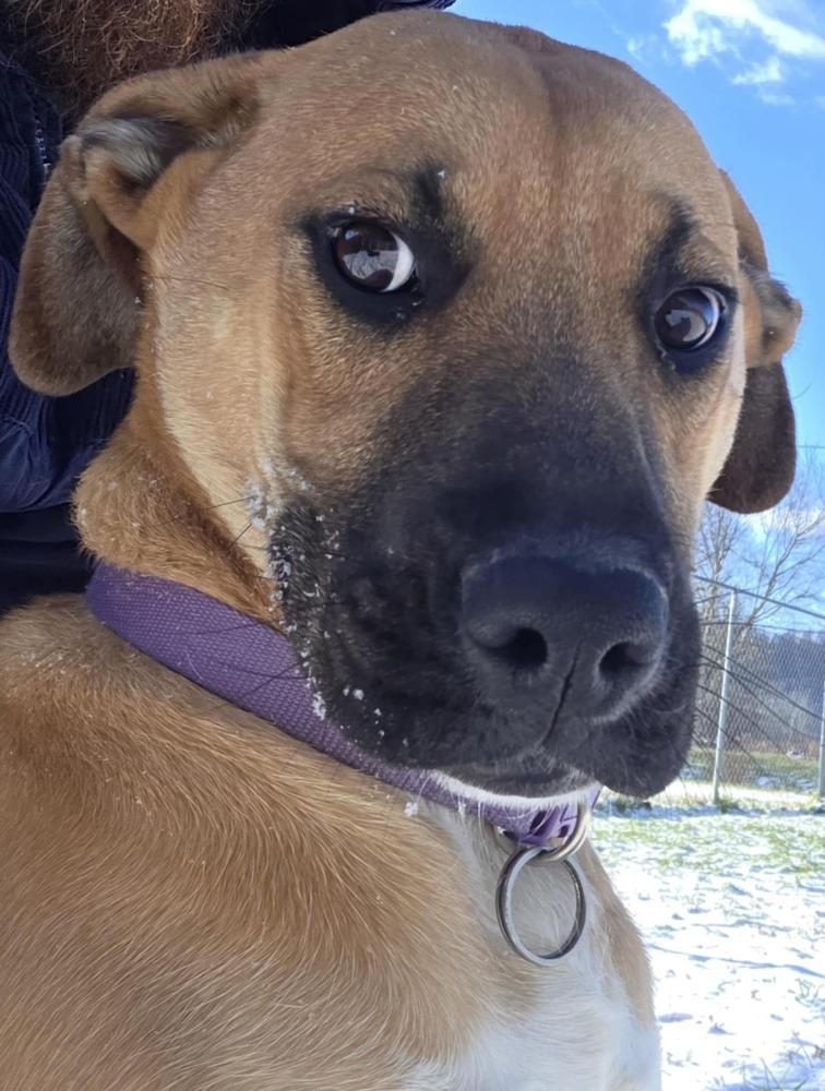 Rachel, a Adoptable mixed breed in Irwin, PA image 3/6