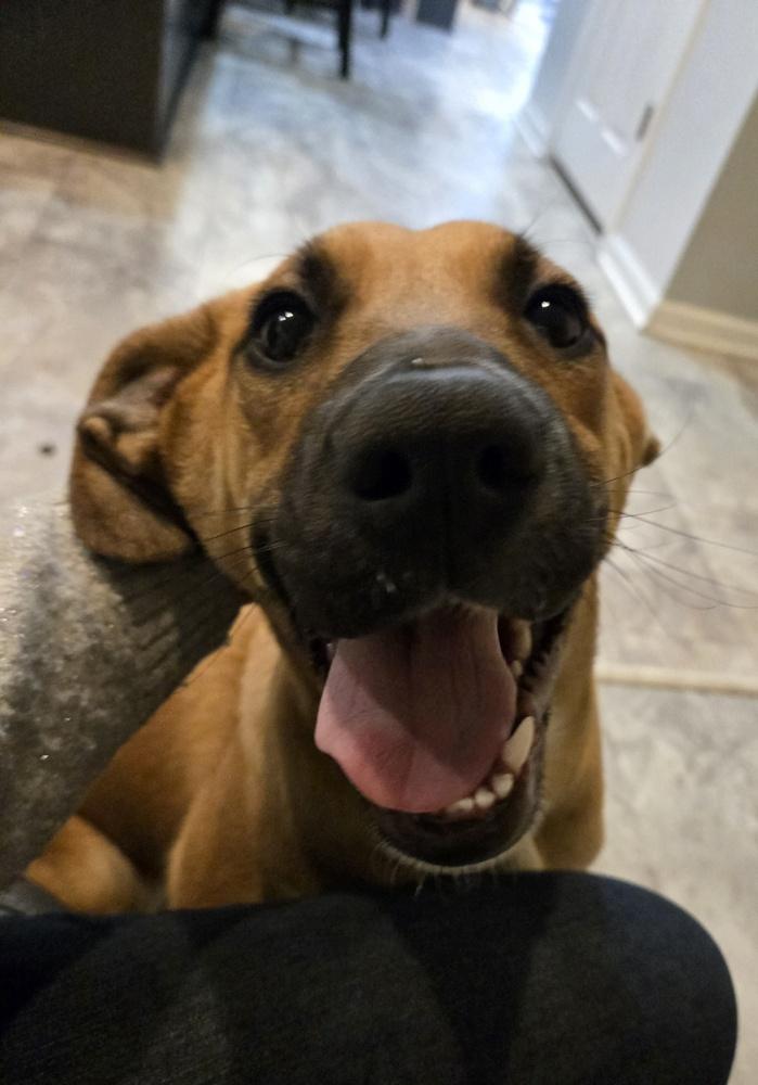 Rachel, a Adoptable mixed breed in Irwin, PA image 4/6