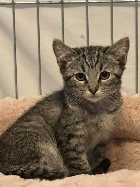 Delilah, ADOPTABLE, Kitten Female Domestic Short Hair.