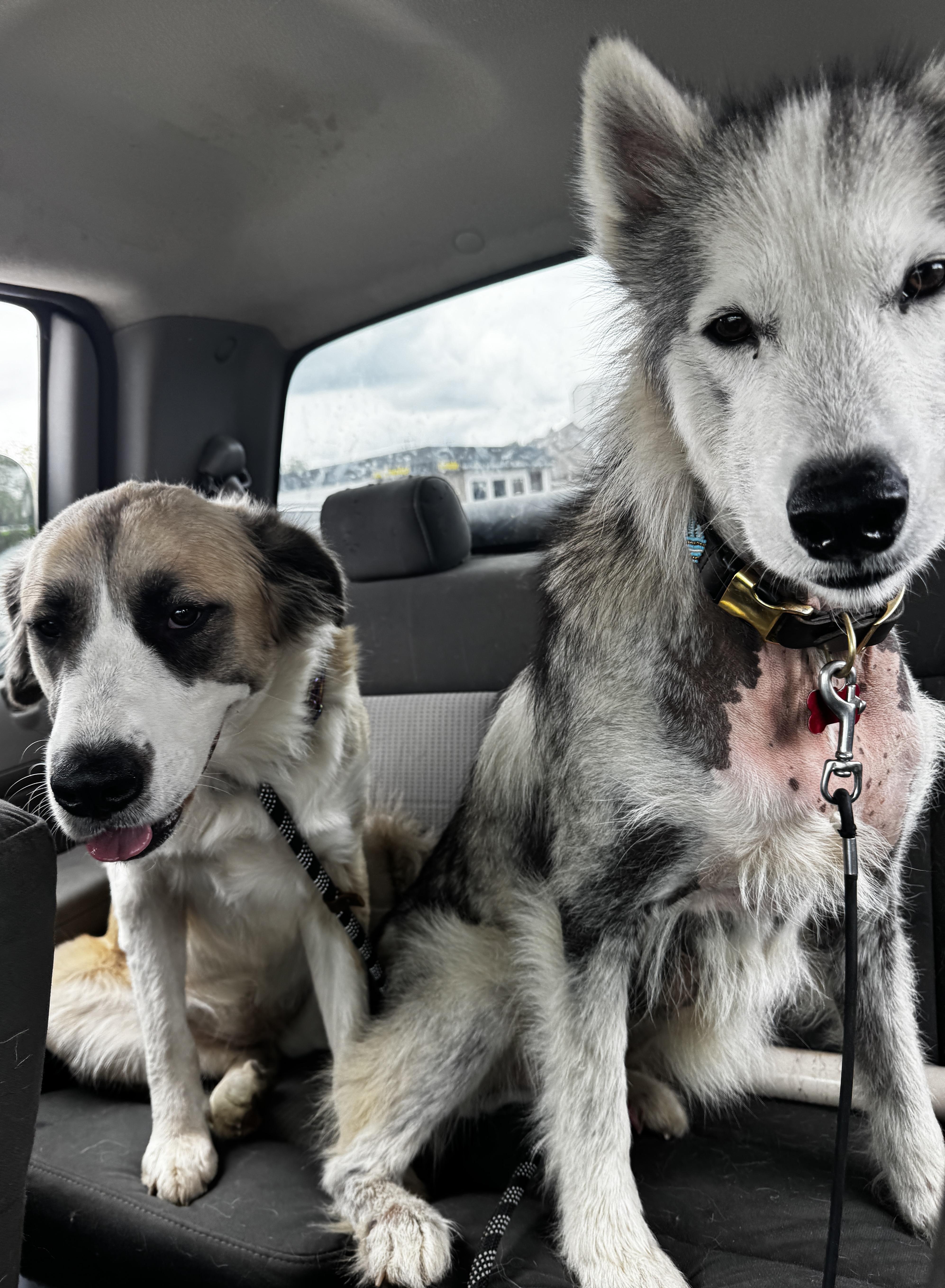 Chad, ADOPTABLE, Adult Male Husky.
