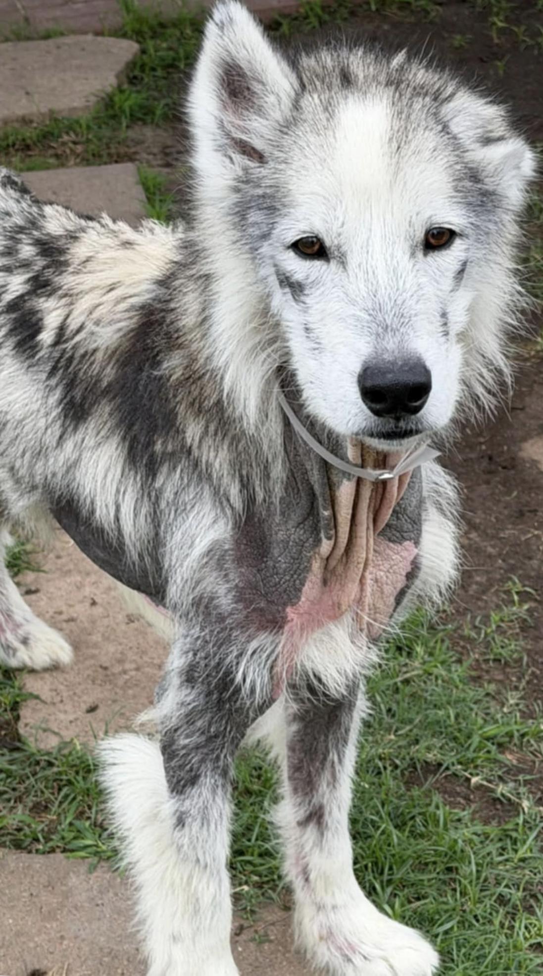 Chad, ADOPTABLE, Adult Male Husky.