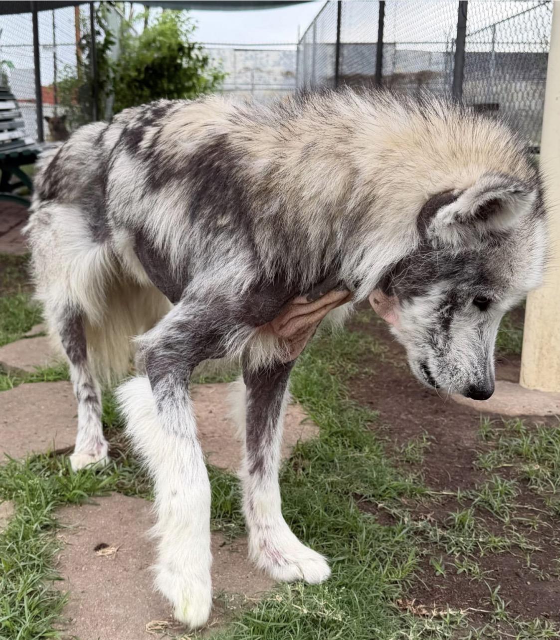 Enlarge Chad, a ADOPTABLE mixed breed in Kankakee, IL image 2/3