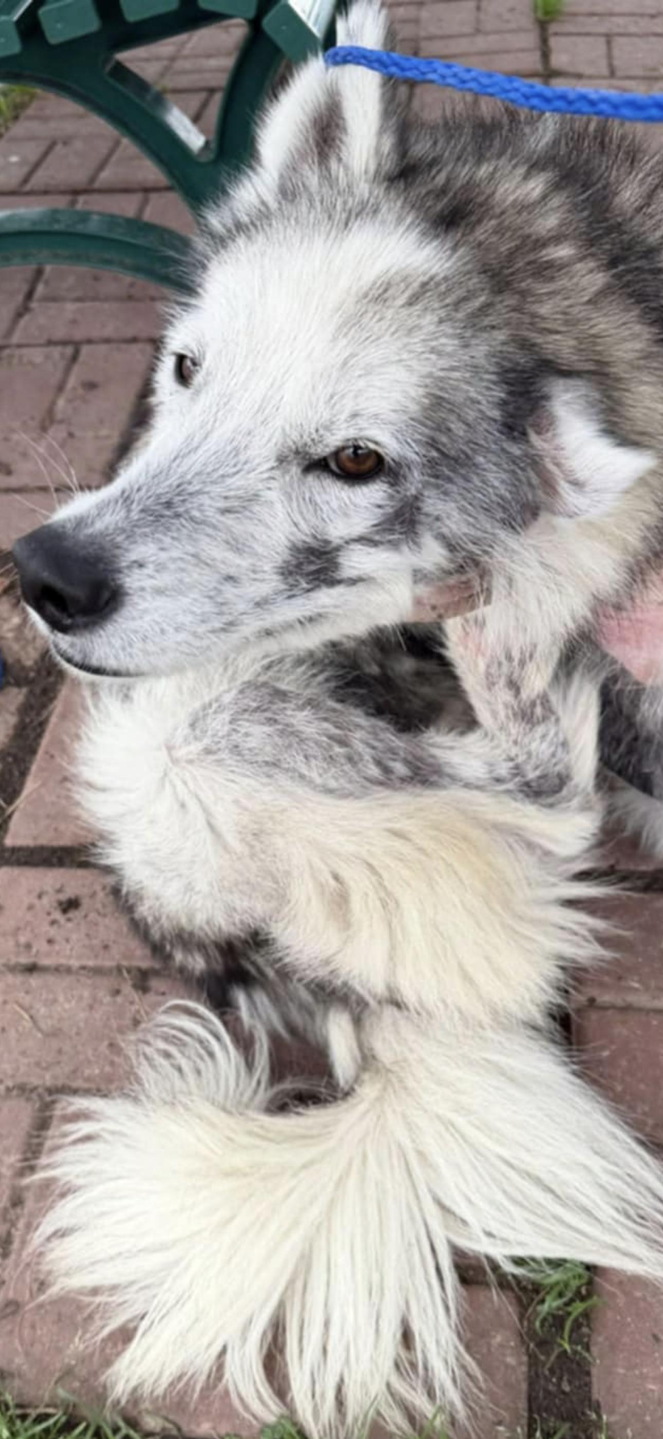 Enlarge Chad, a ADOPTABLE mixed breed in Kankakee, IL image 3/3