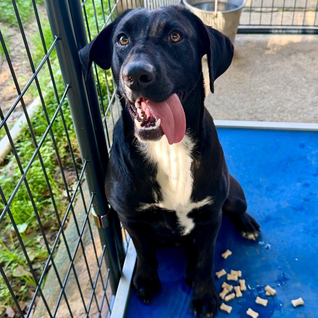 Enlarge LITTLE LADY, a Adoptable Labrador Retriever in Marianna, FL image 1/1