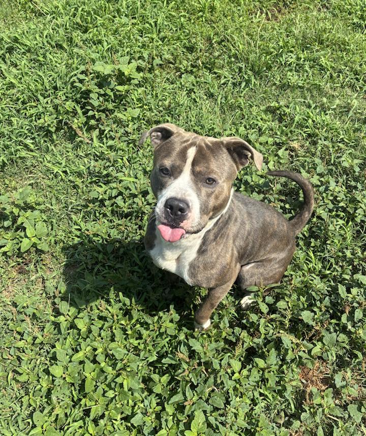 Big Shot, Adult Male American Staffordshire Terrier