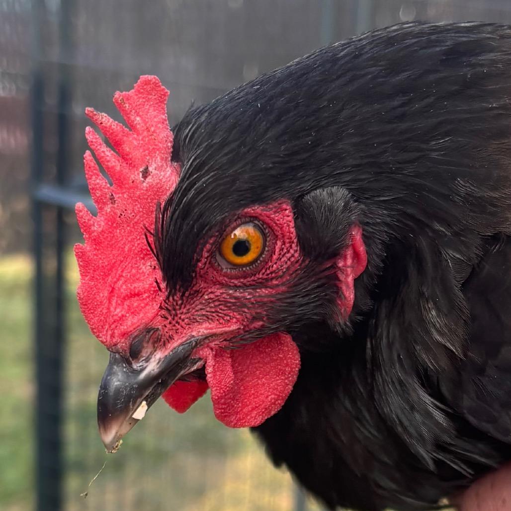 Eggatha, Adoptable, Young Female Chicken.