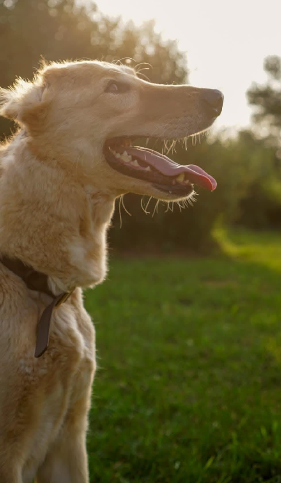 Enlarge Boone, a Adoptable mixed breed in Montreal, QC image 3/4
