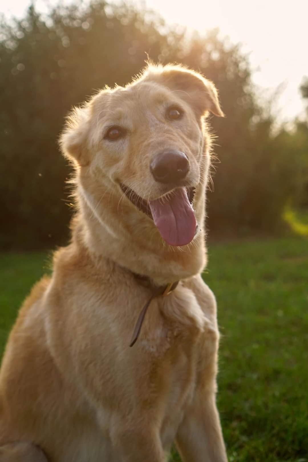 Boone, Adoptable, Adult Male Yellow Labrador Retriever & Saluki.
