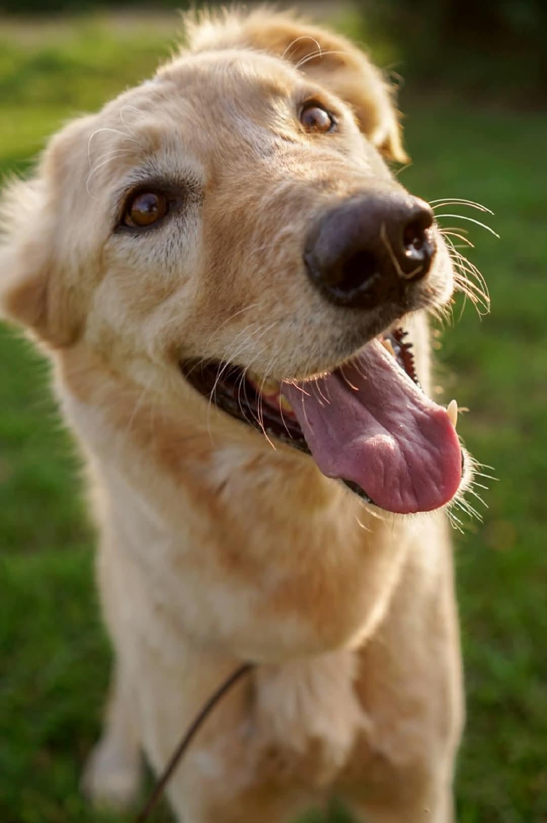 Enlarge Boone, a Adoptable mixed breed in Montreal, QC image 2/4
