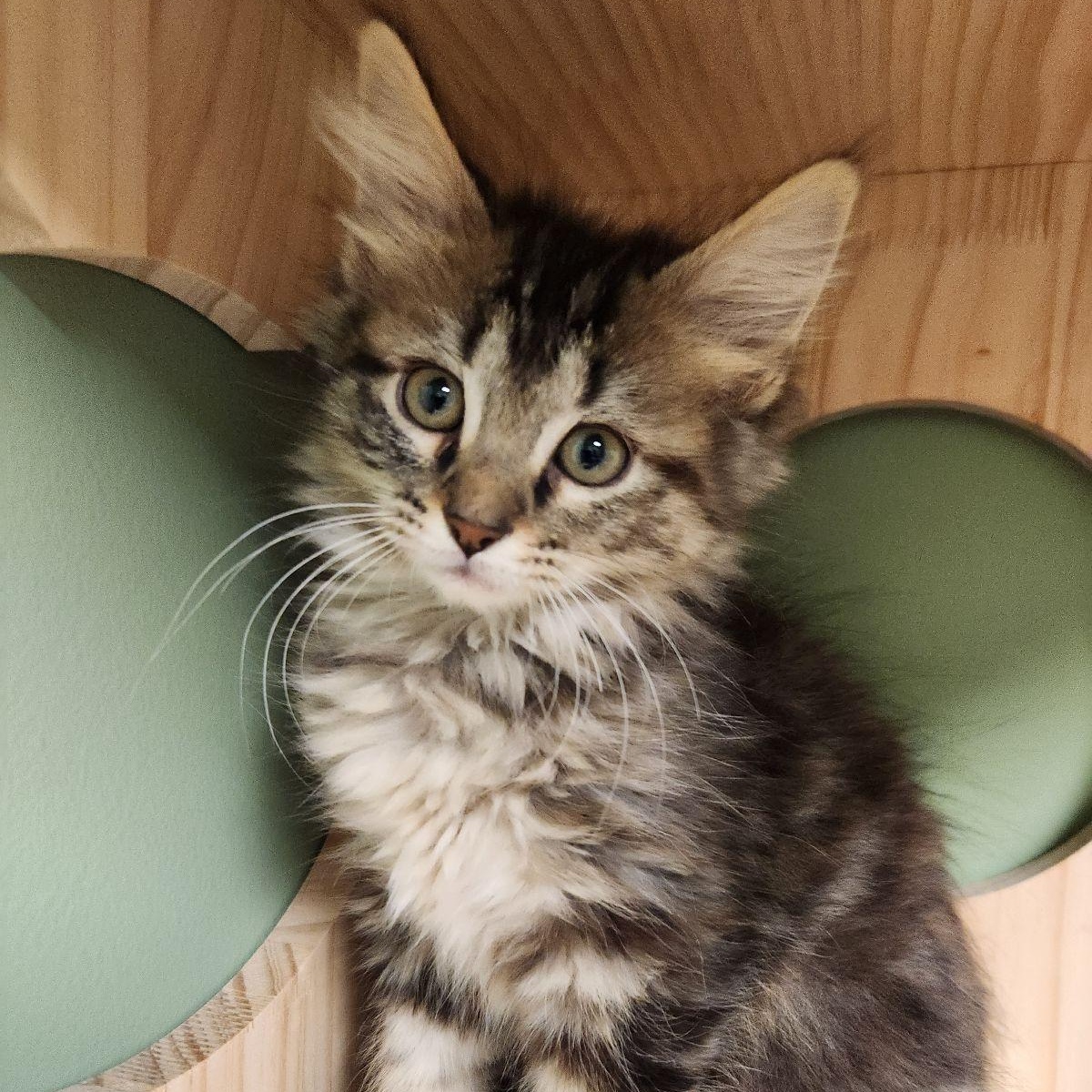 Enlarge Pearl Krabs, a Adoptable Domestic Long Hair in Liberty, MO image 5/6