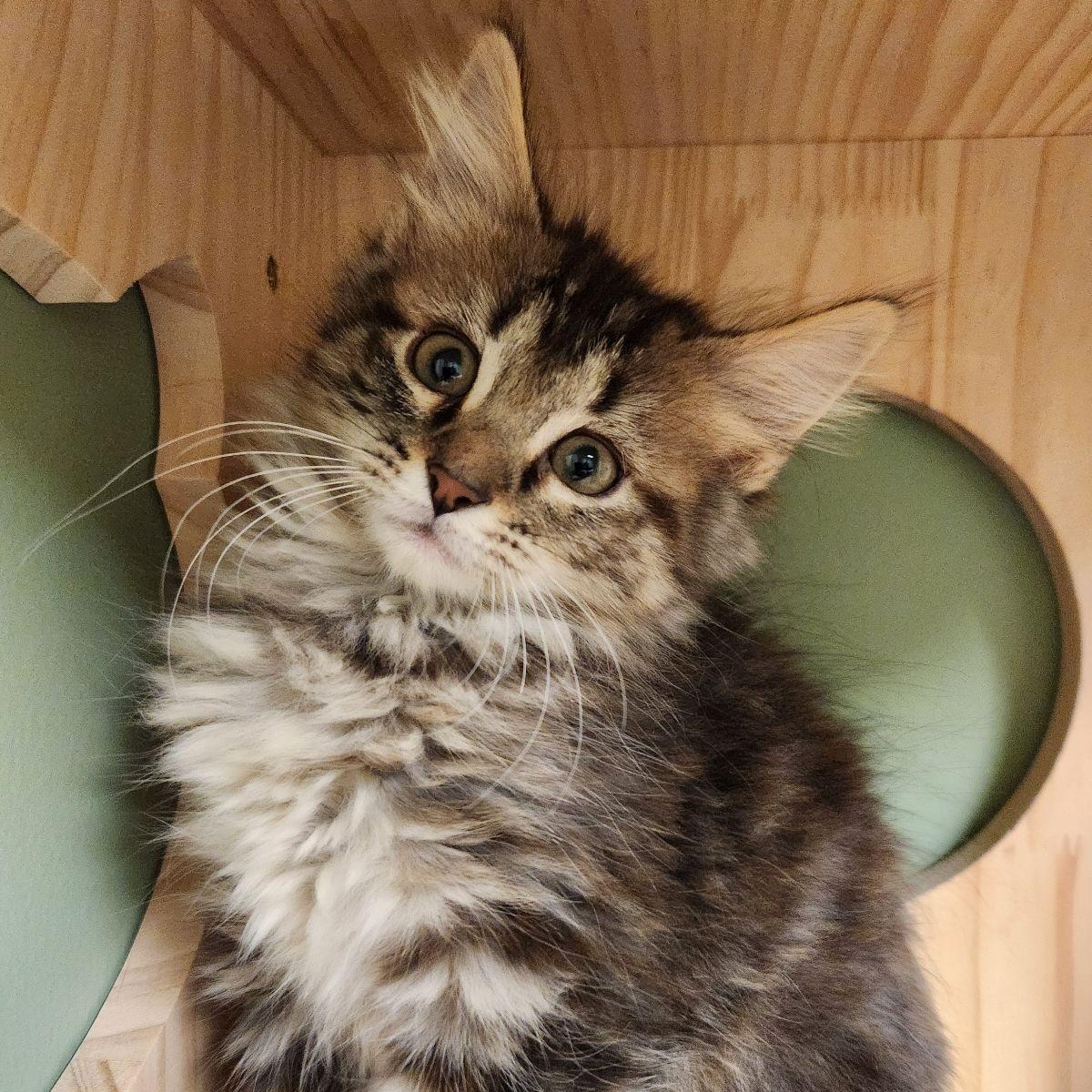 Pearl Krabs, Adoptable, Kitten Female Domestic Long Hair.