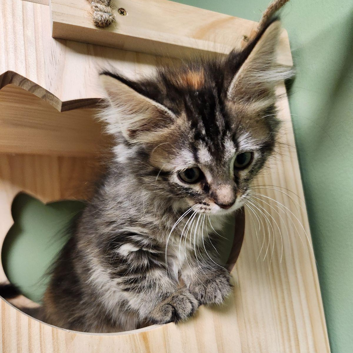 Enlarge Pearl Krabs, a Adoptable Domestic Long Hair in Liberty, MO image 6/6
