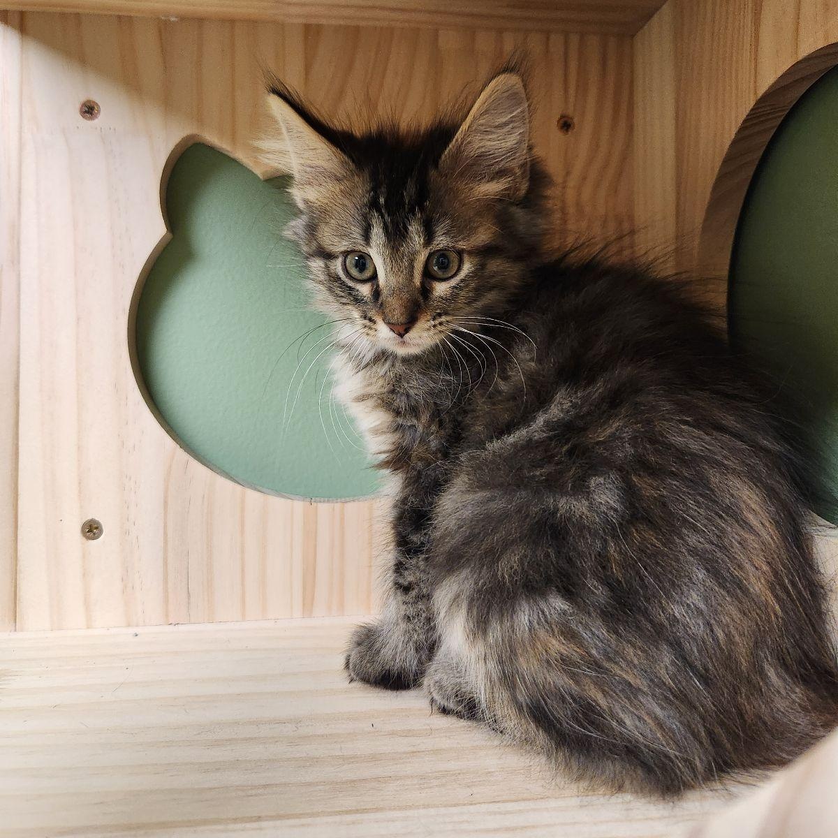 Enlarge Pearl Krabs, a Adoptable Domestic Long Hair in Liberty, MO image 3/6