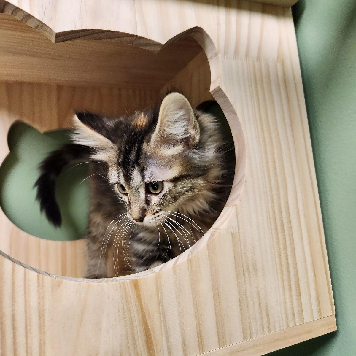 Enlarge Pearl Krabs, a Adoptable Domestic Long Hair in Liberty, MO image 4/6