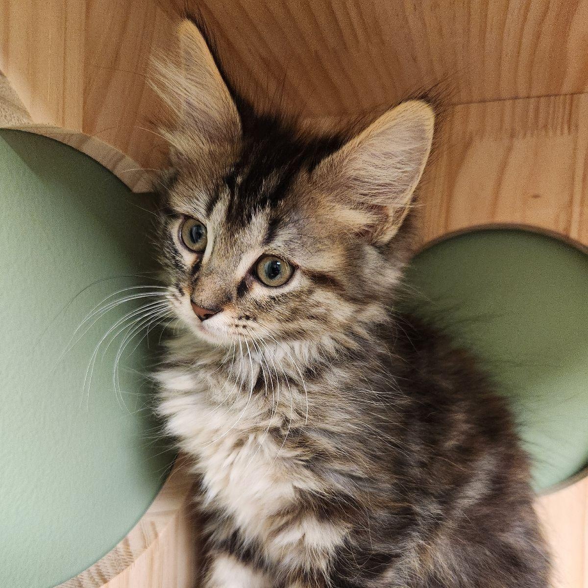 Enlarge Pearl Krabs, a Adoptable Domestic Long Hair in Liberty, MO image 2/6