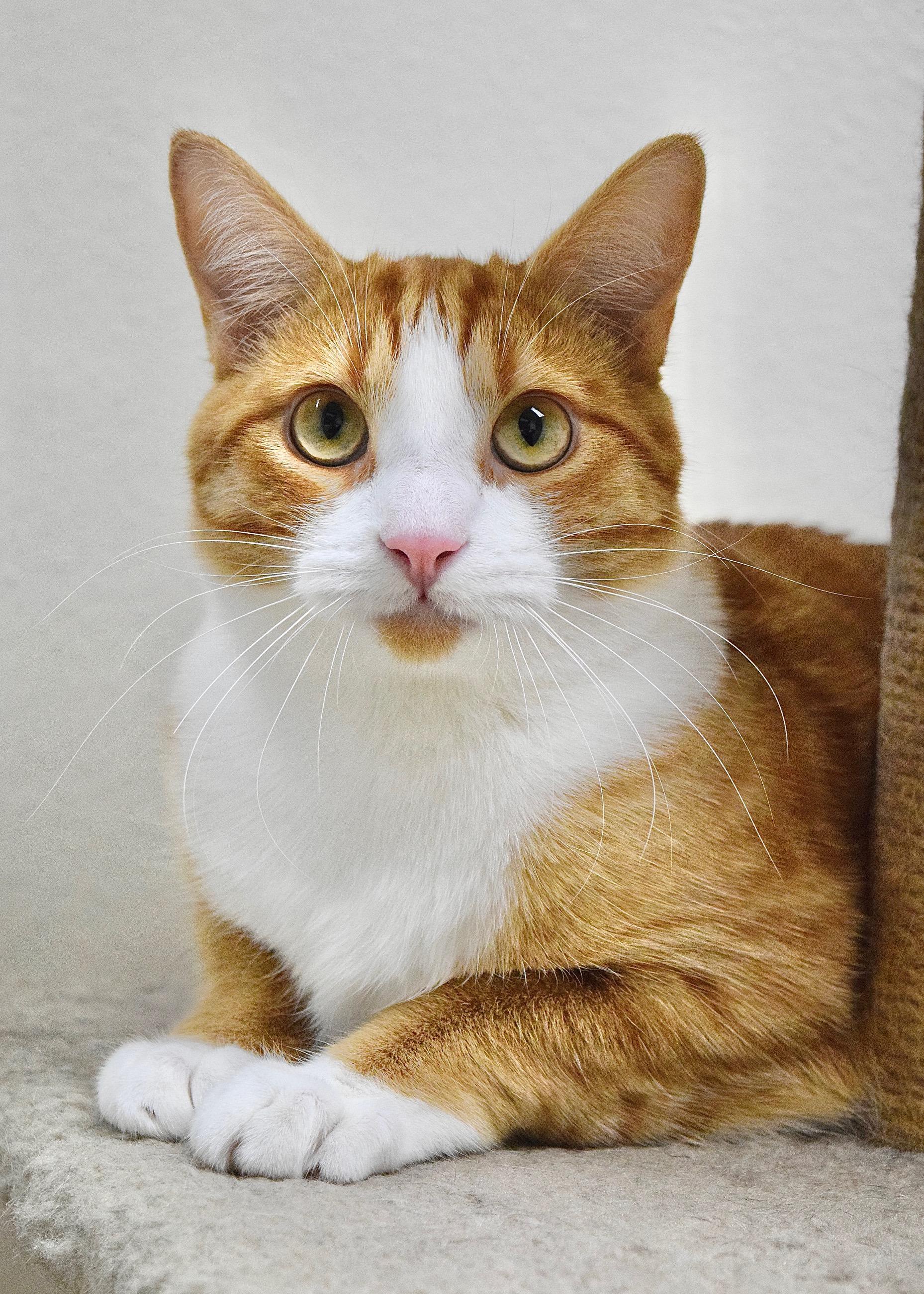 Zuzu, adoptable, Young Male Domestic Short Hair.
