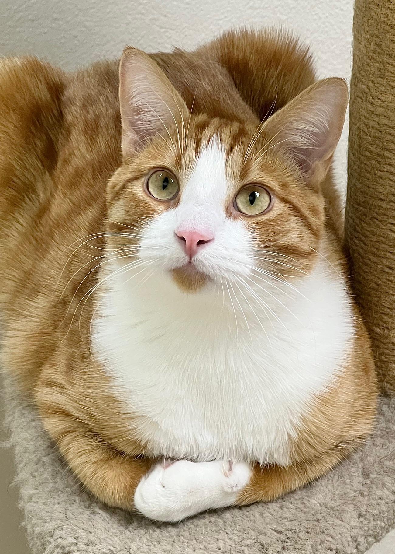 Enlarge Zuzu, an adoptable Domestic Short Hair in Dublin, CA image 3/3