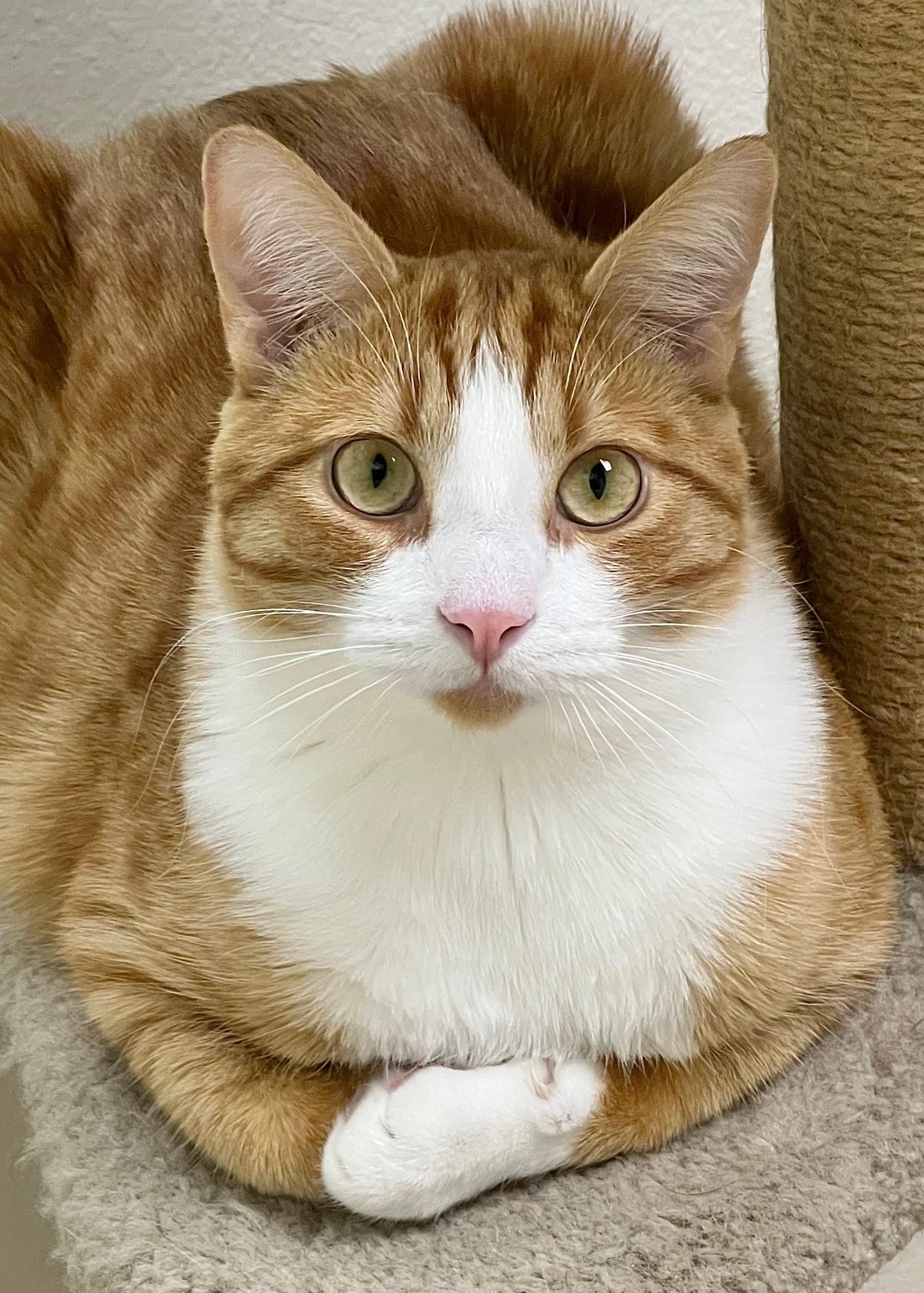 Enlarge Zuzu, an adoptable Domestic Short Hair in Dublin, CA image 2/3